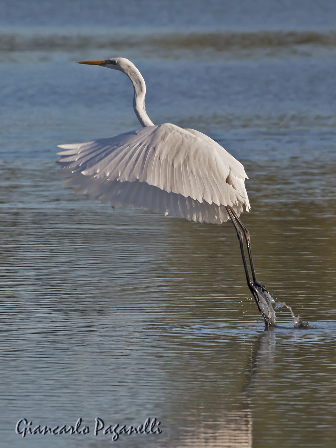 Greater white heron