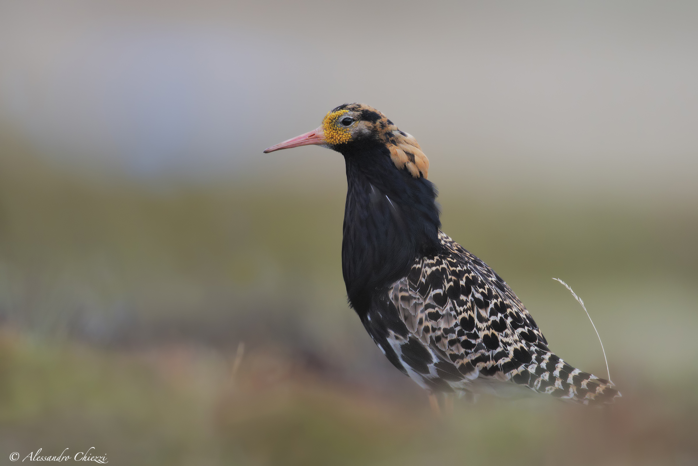 Combattente e pioggia