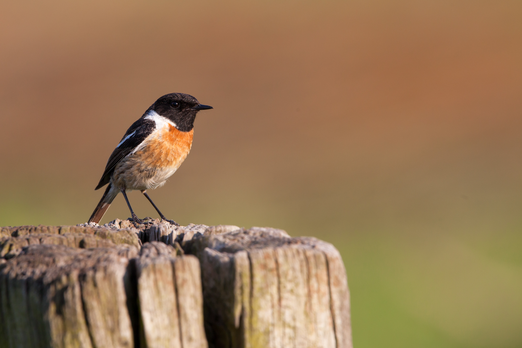 Stonechat Europeo