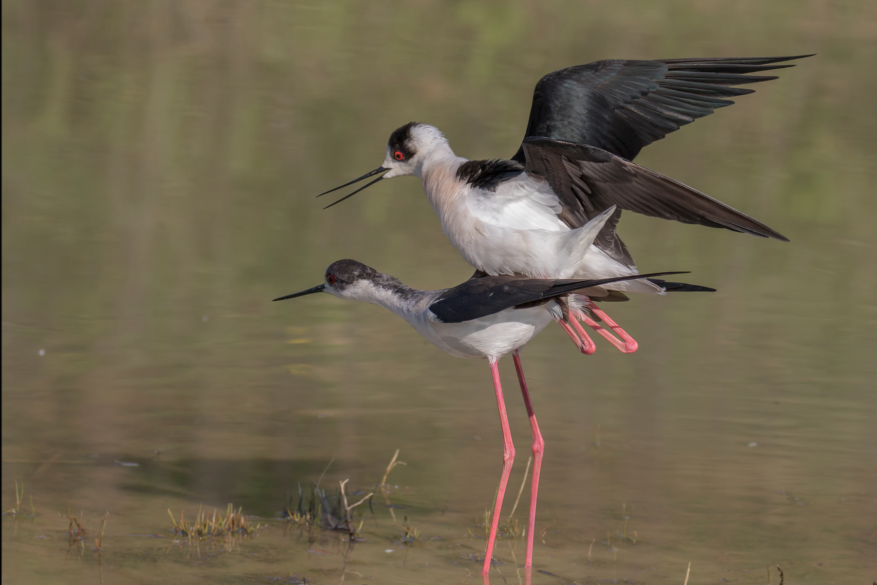 Accoppiamento dei Cavalieri 'Italia