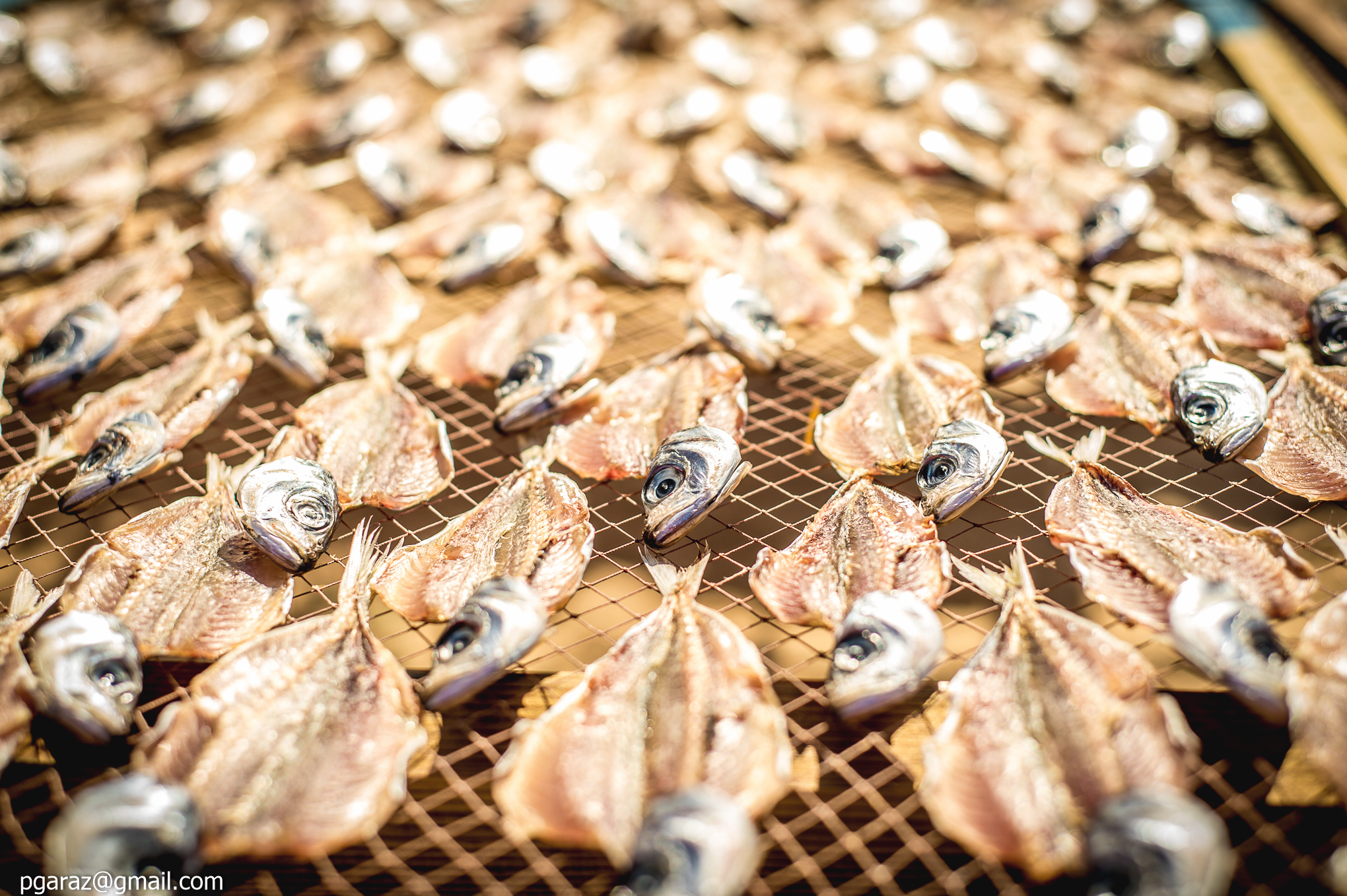 Pesci in essicazione