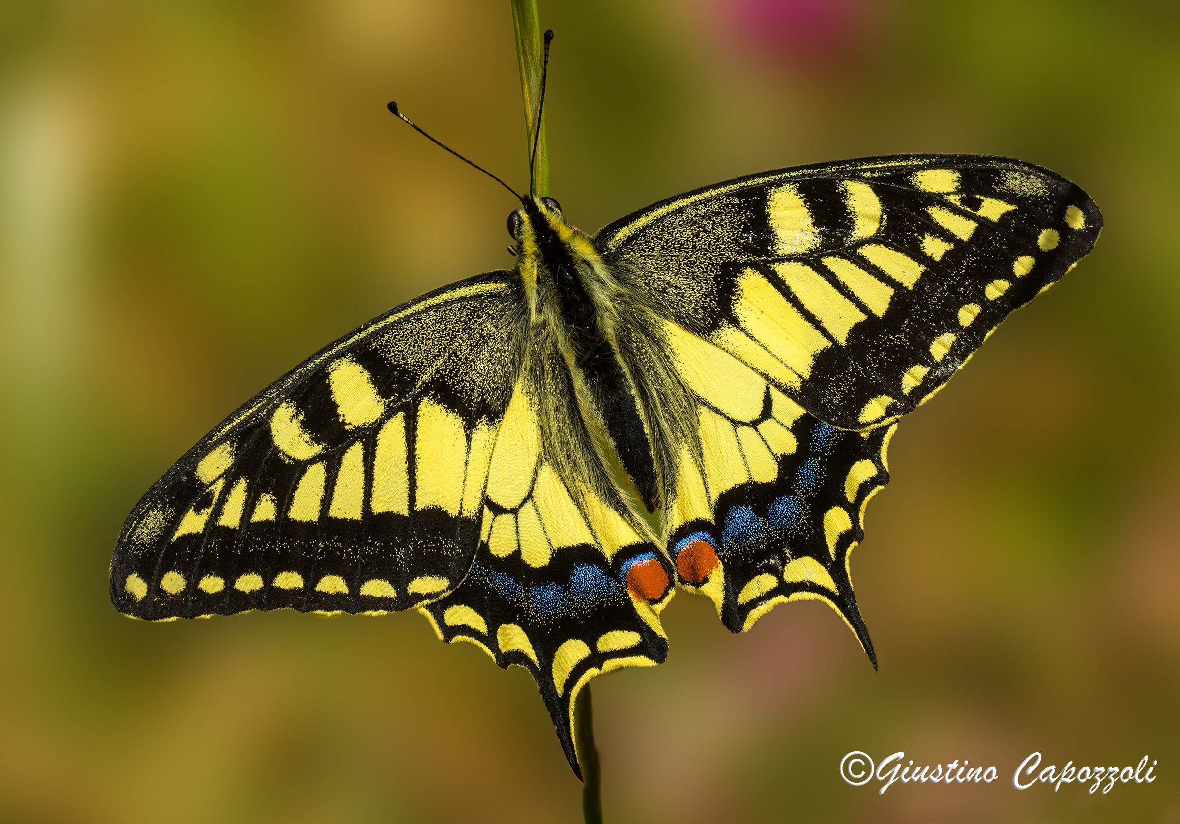 Papilio Machaon