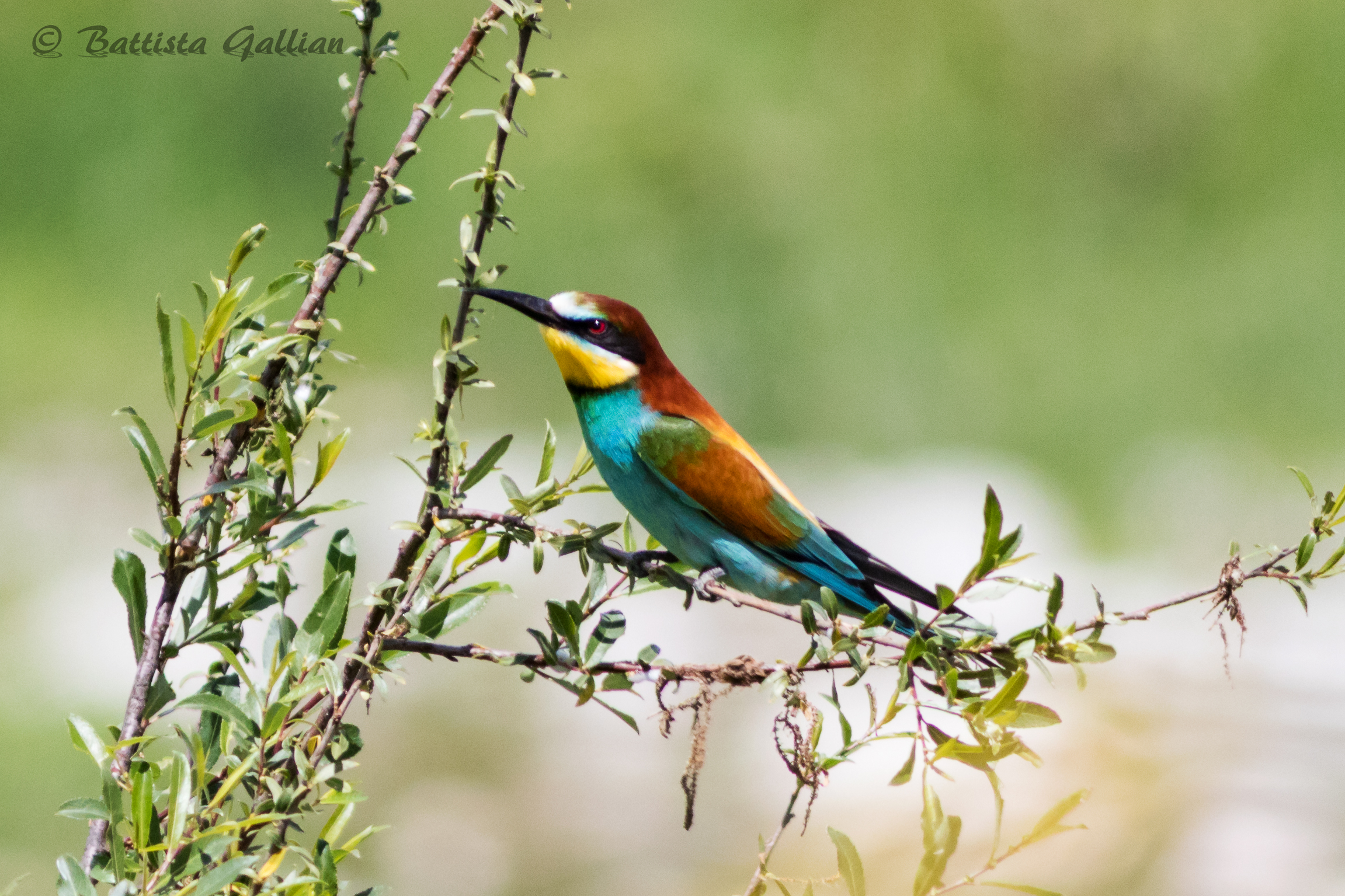 Bee eater