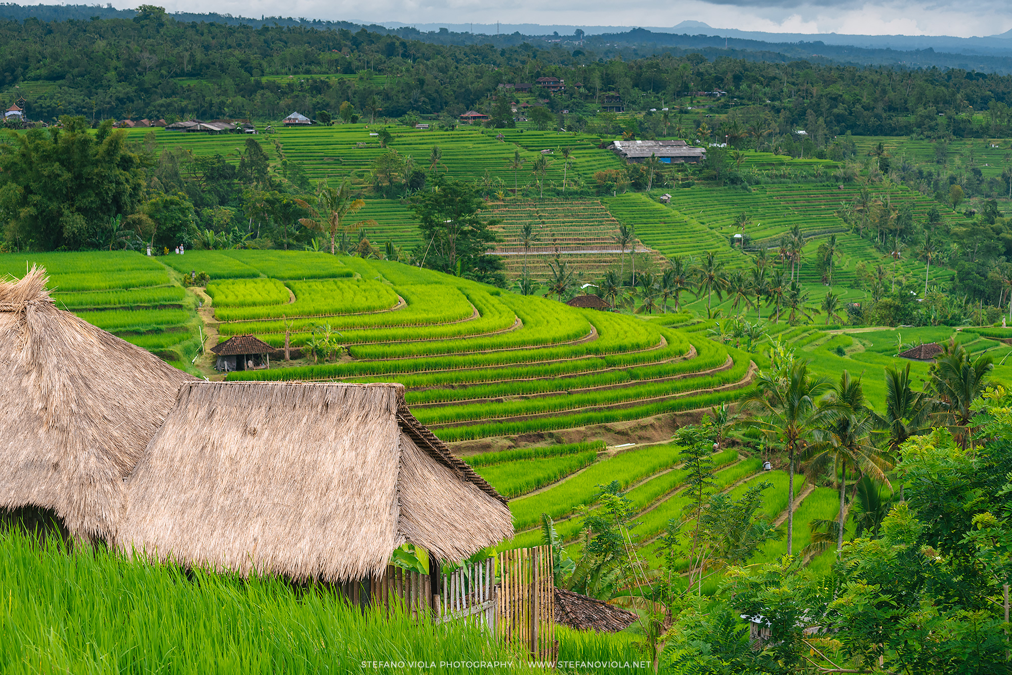 The Jatiluwih (Bali) rice terraces