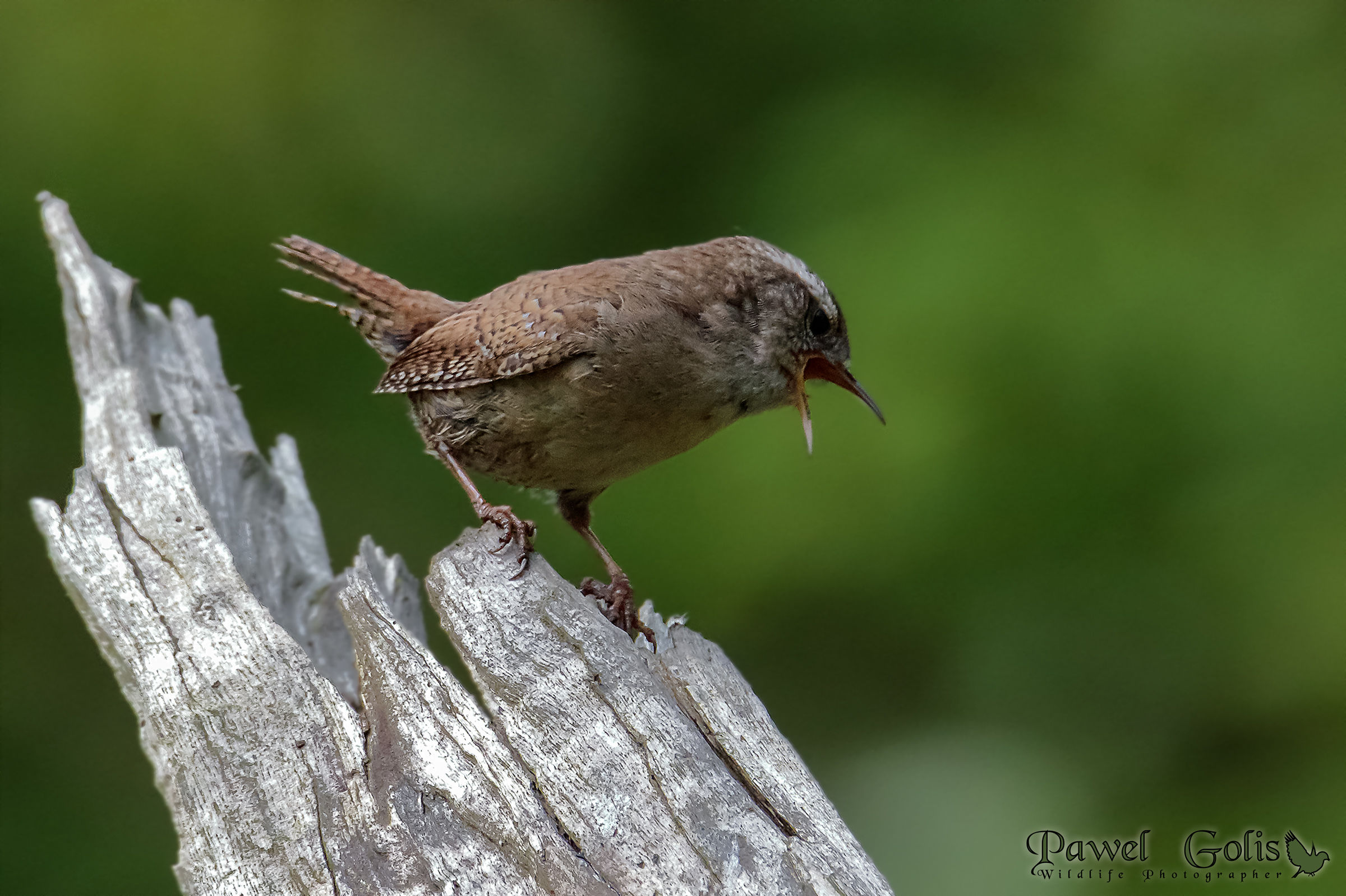 Wren