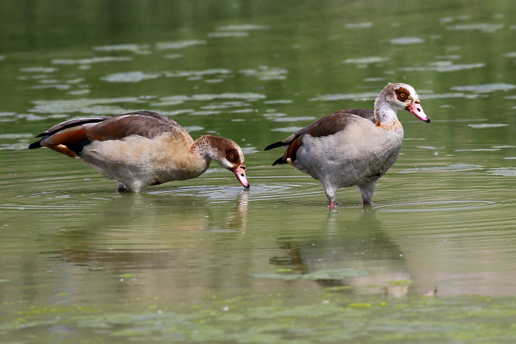 Egyptian geese