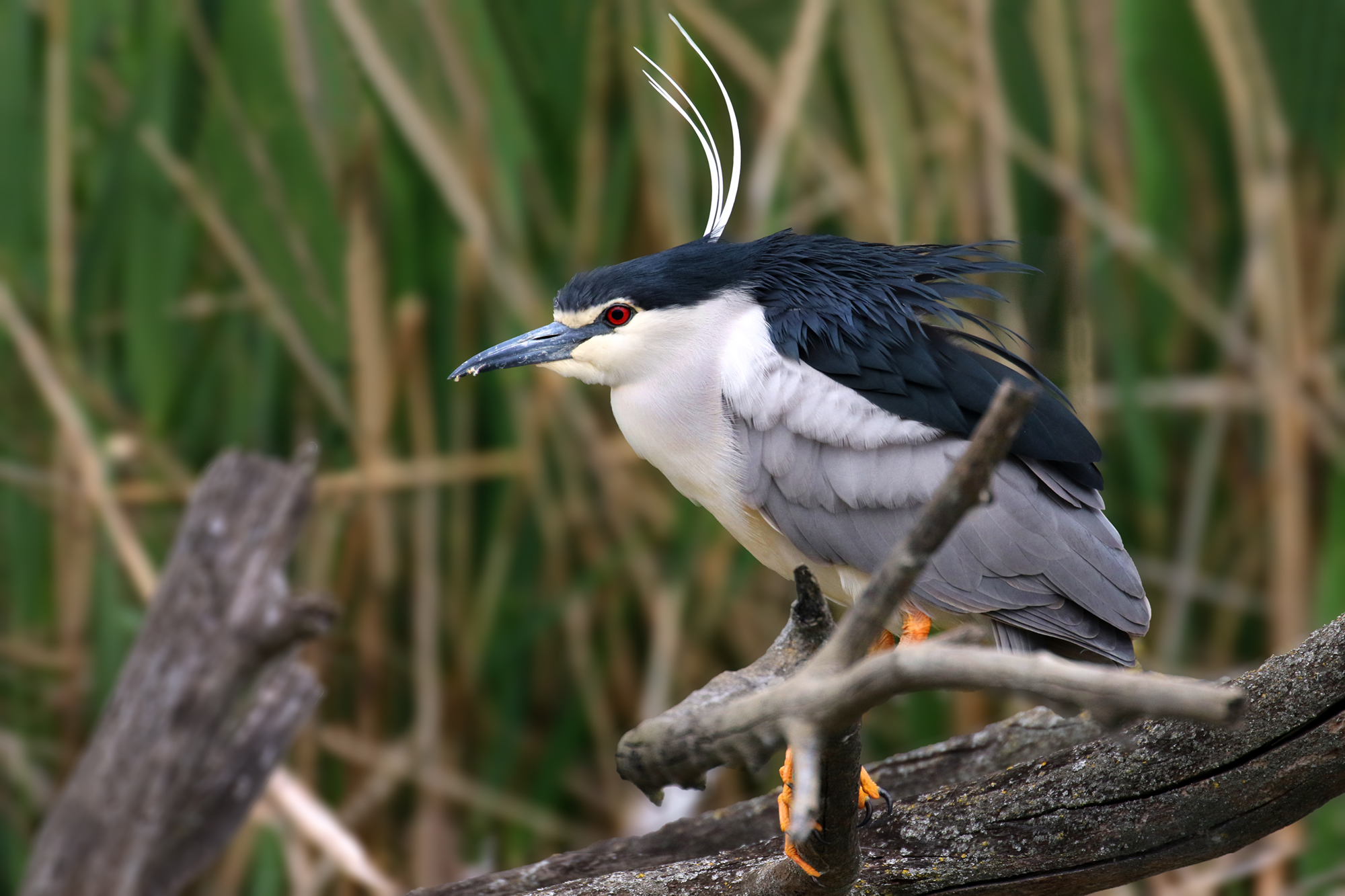 Night Heron