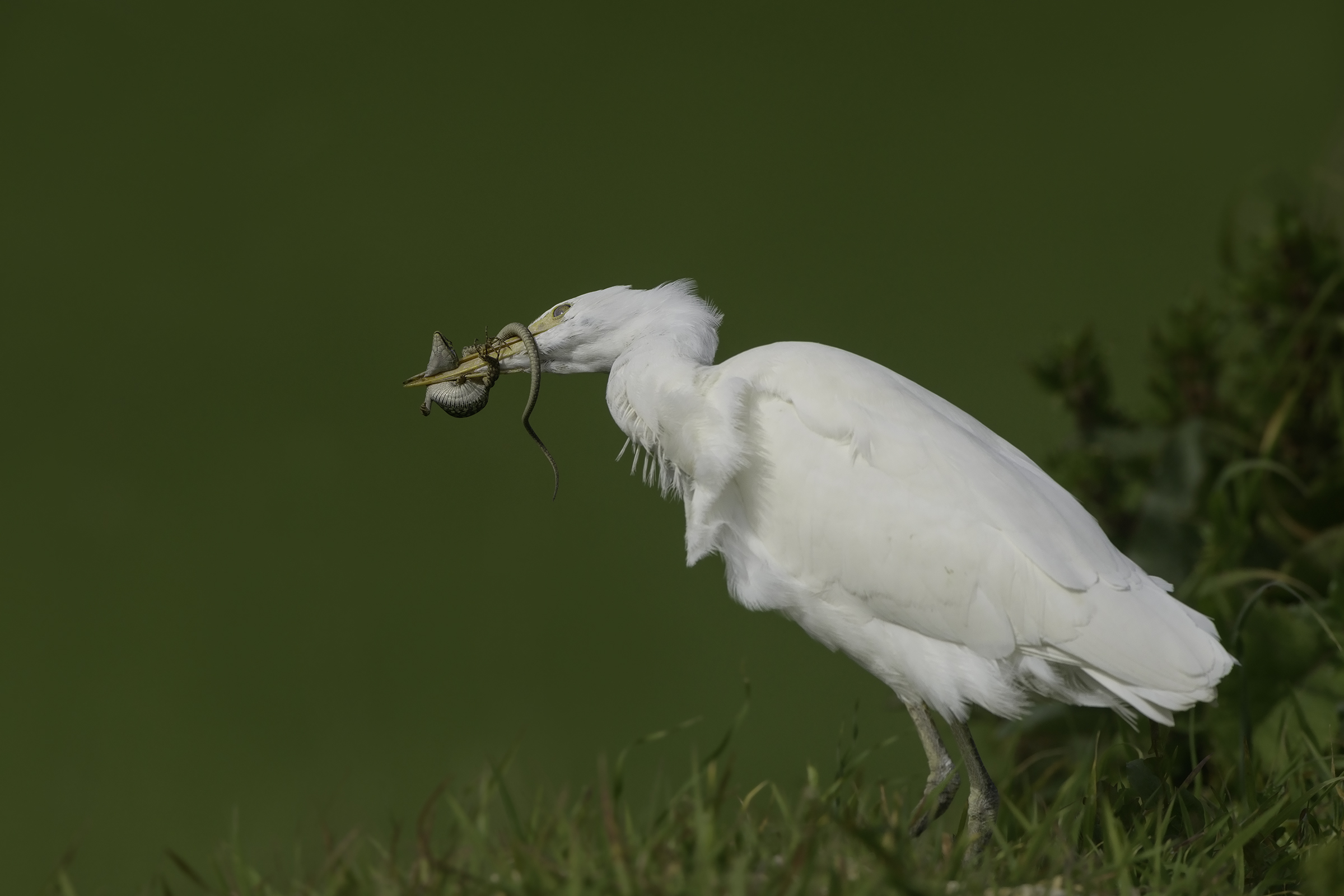 guardabuoi in caccia