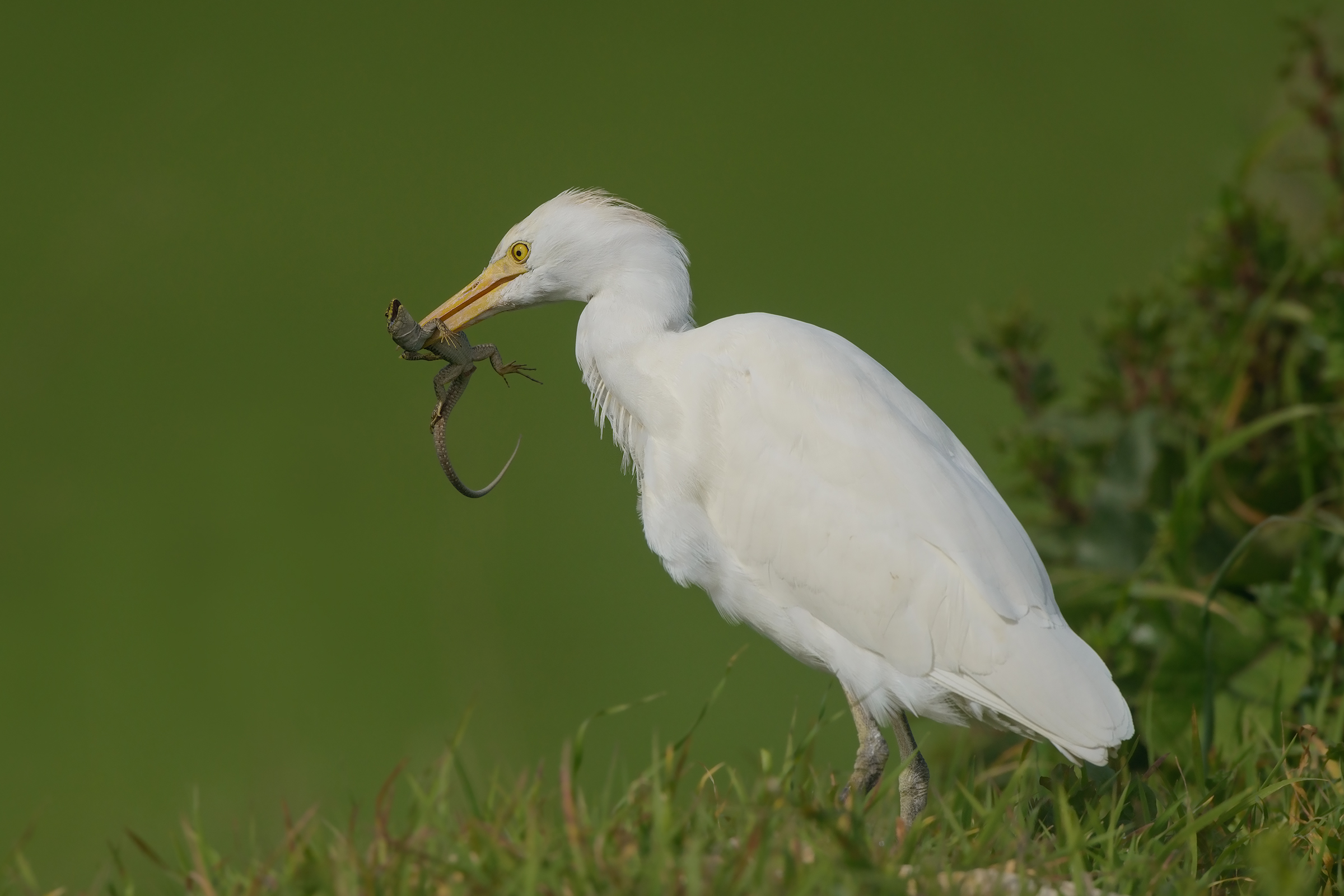 guardabuoi in caccia-3