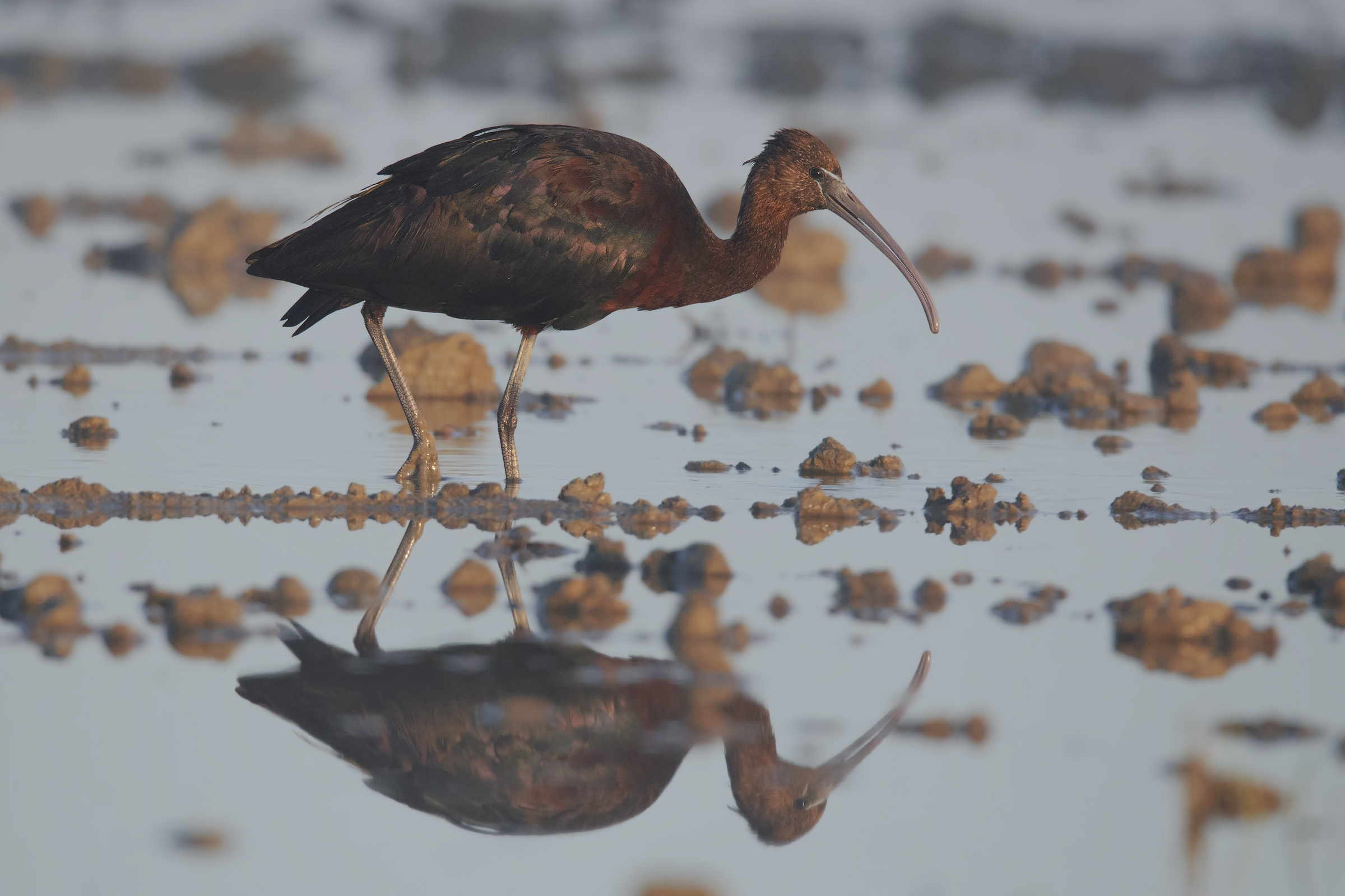 Giovane Mignattaio in una mattinata nebbiosa