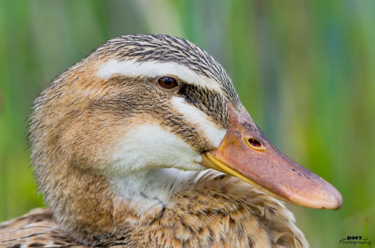 Ibrido domestico con probabile