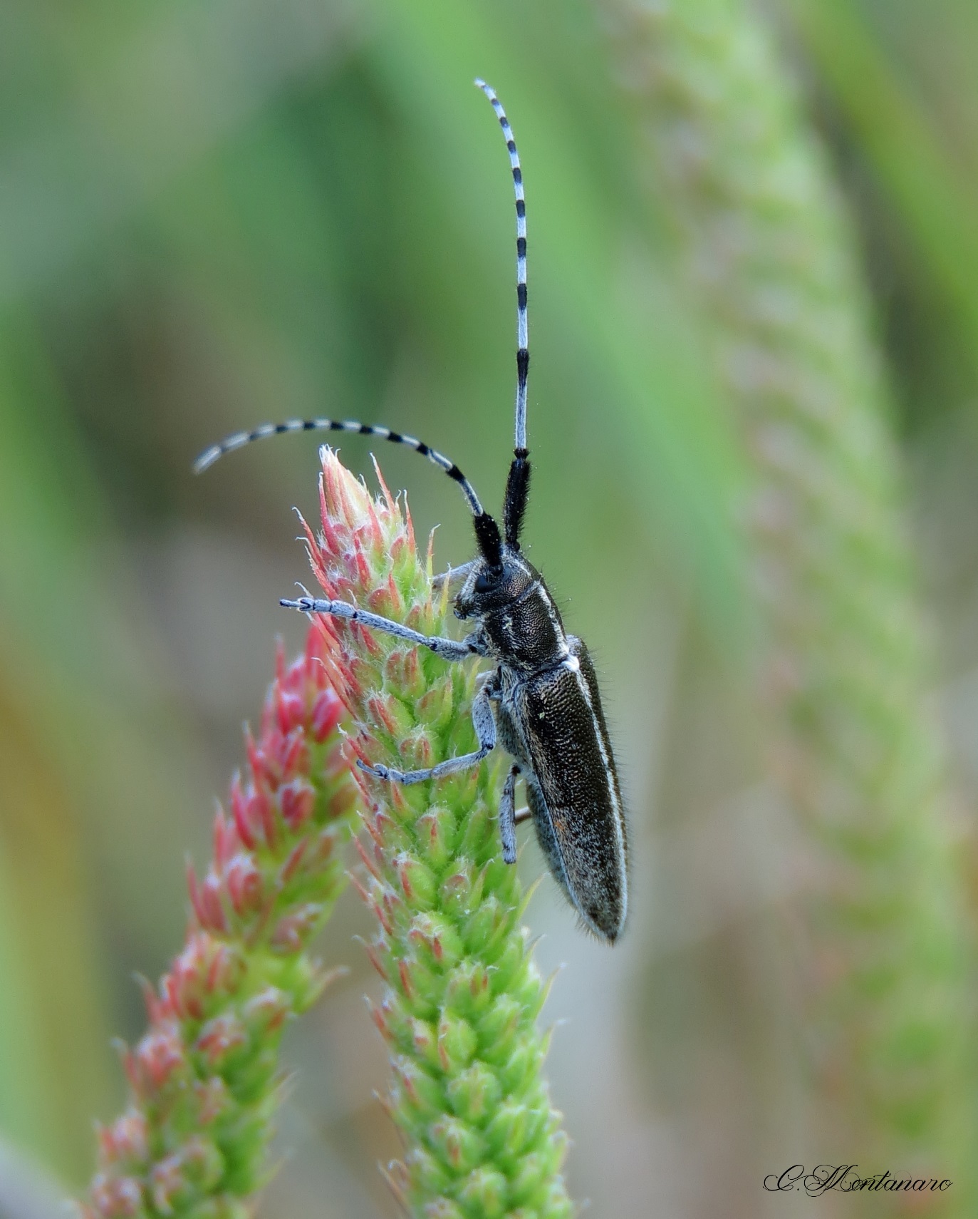 Agapanthia suturalis