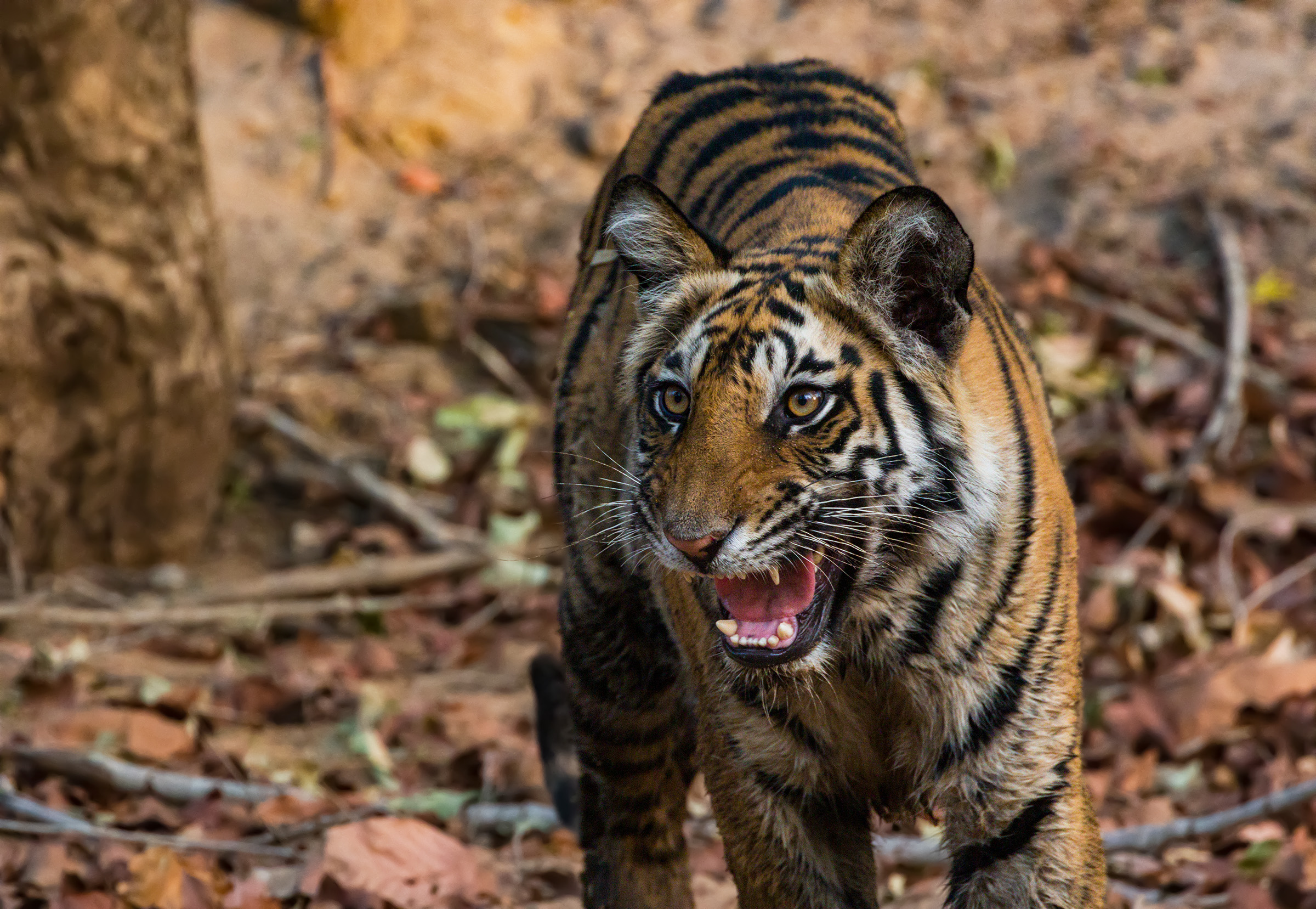 Angry tiger
