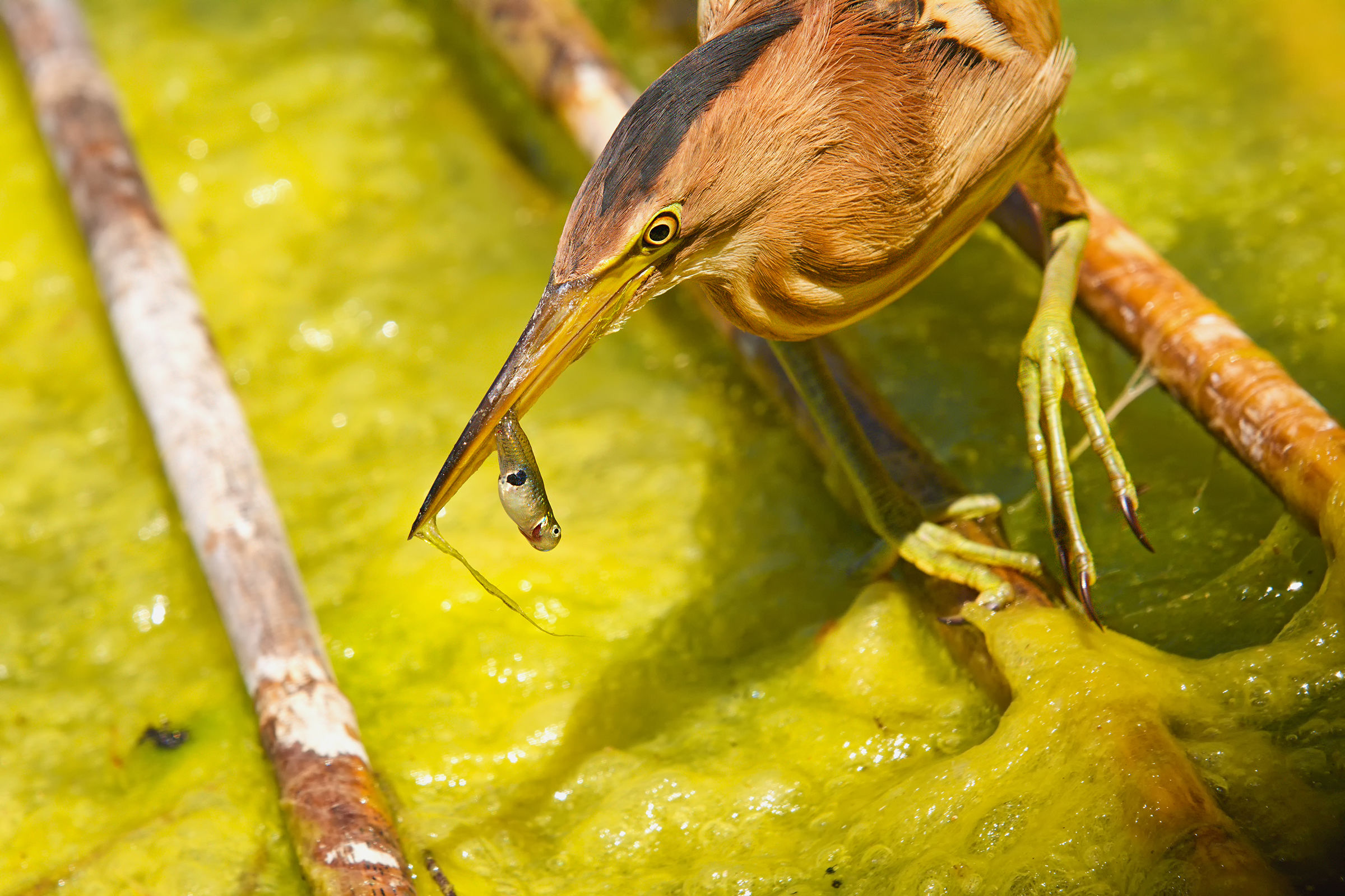 The Tarabusino and the Pescettino