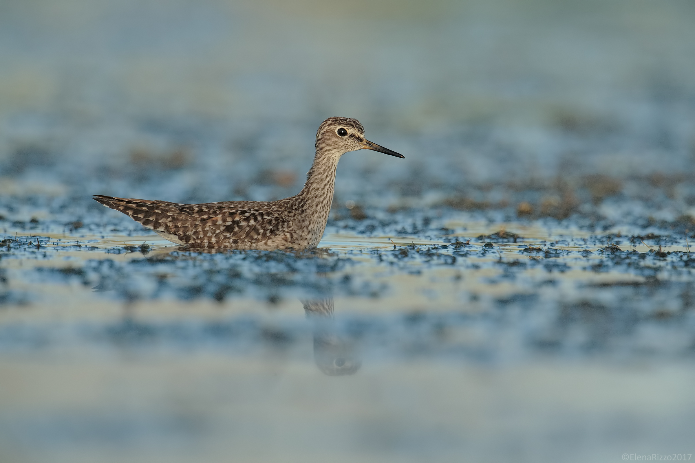 Piro-Piro Boschereccio