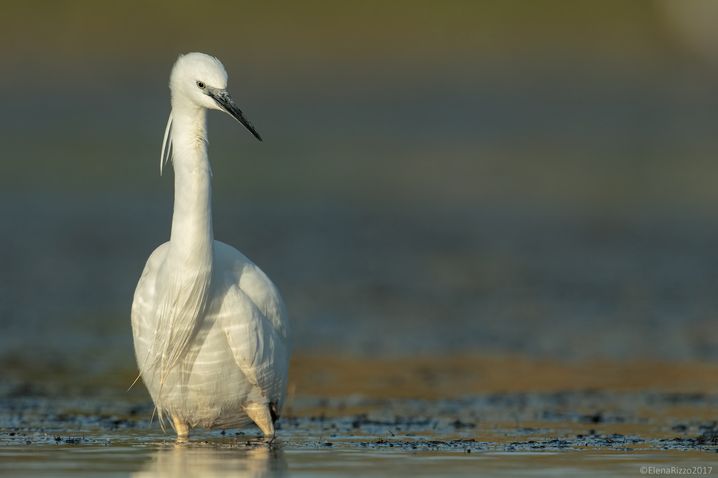 Egret