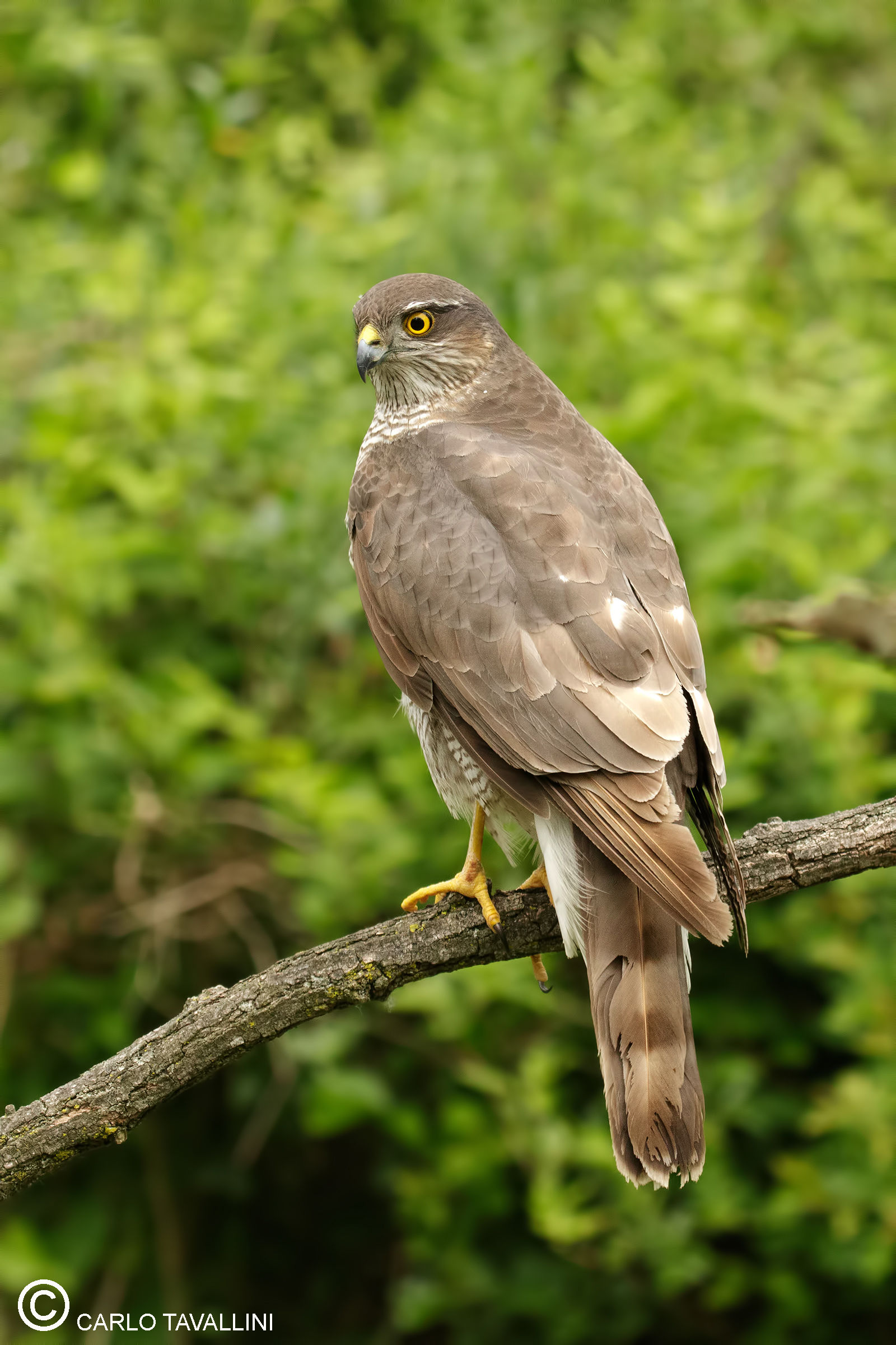 Sparrowhawk