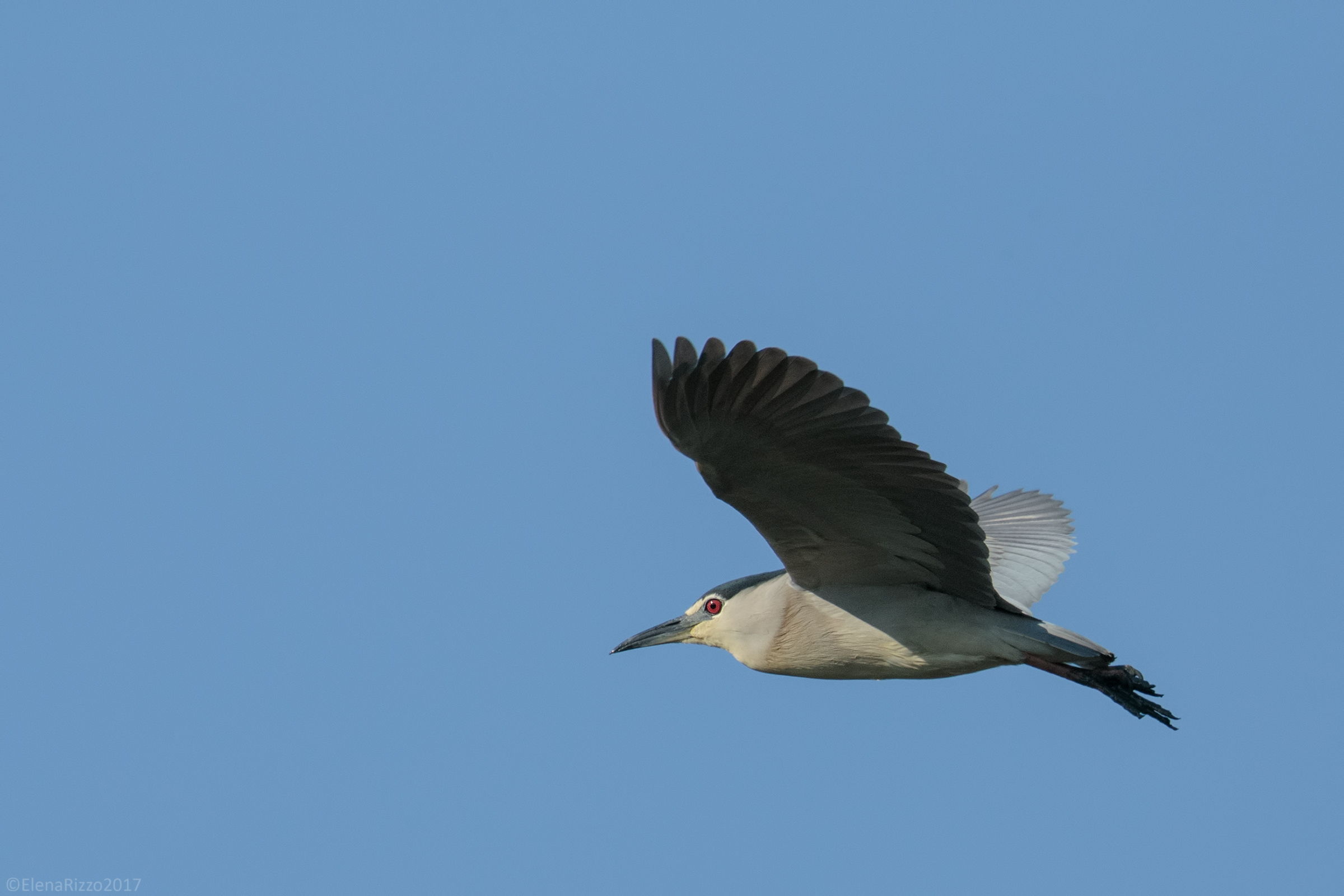 Night Heron