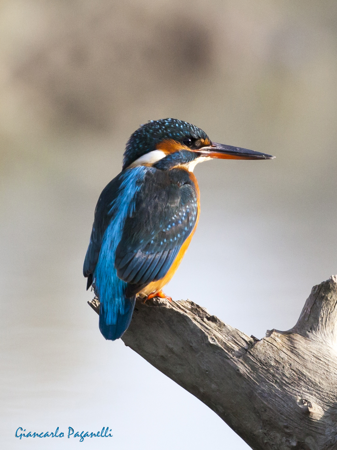 Kingfisher