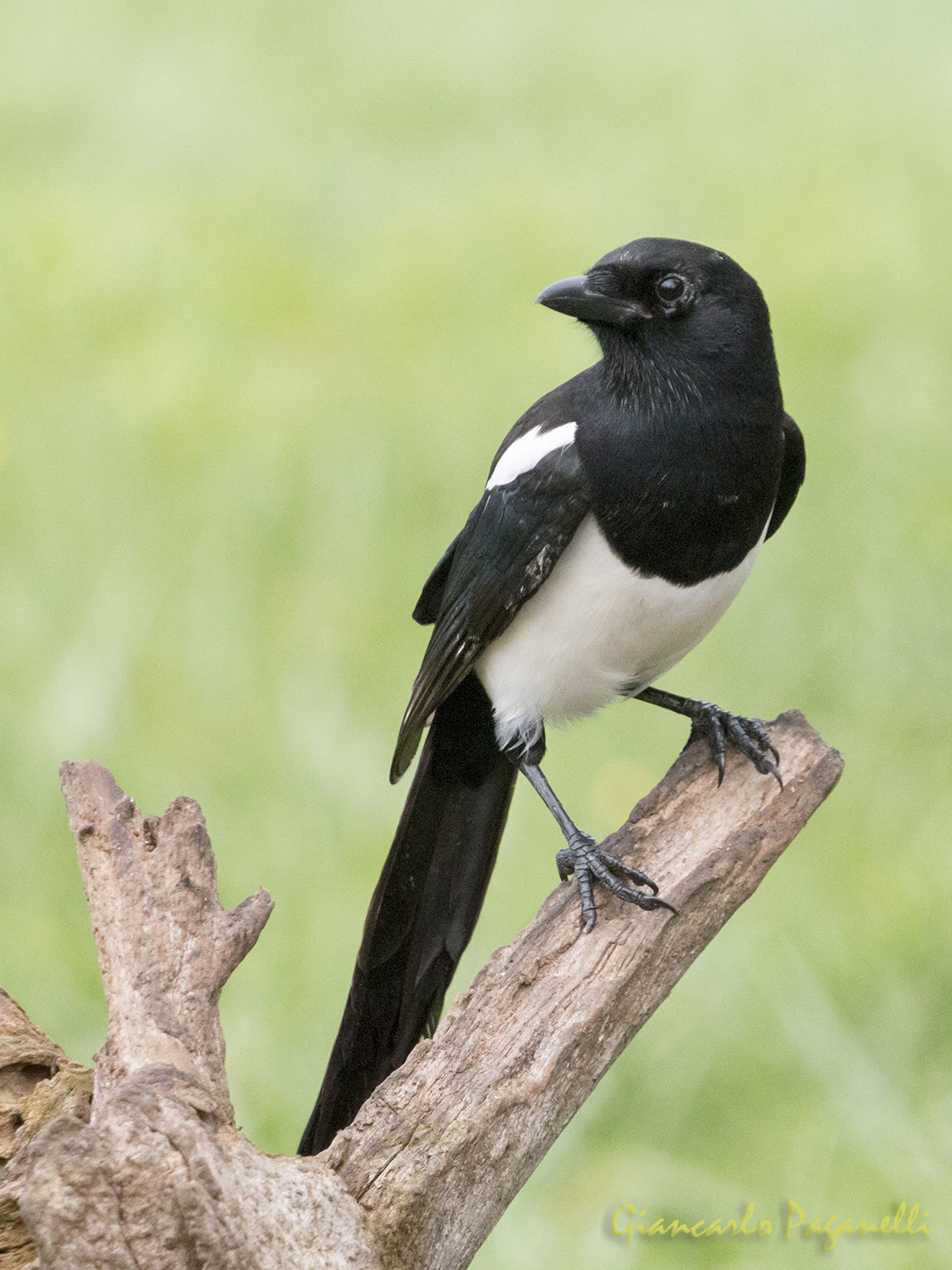 Magpie