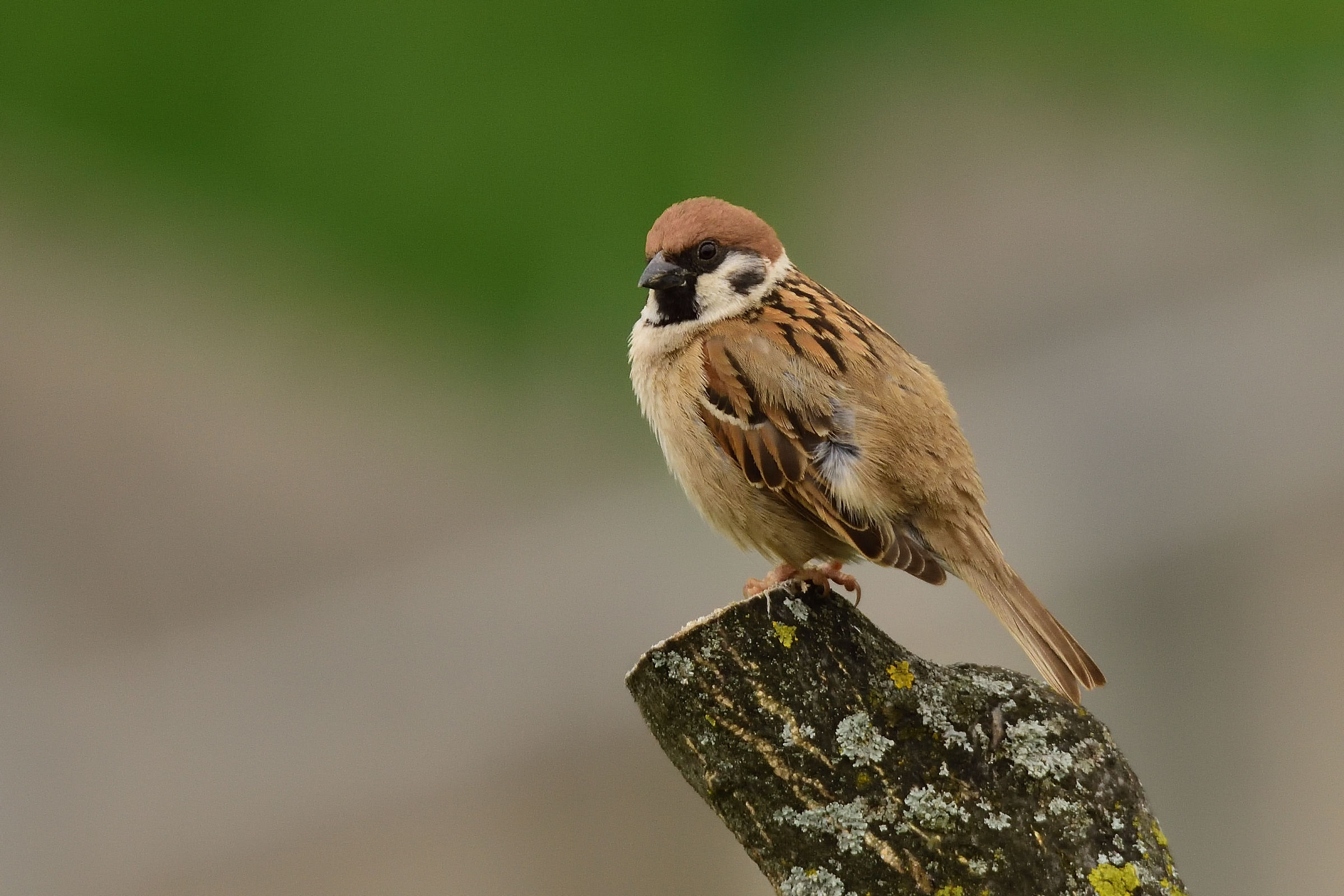 sparrow