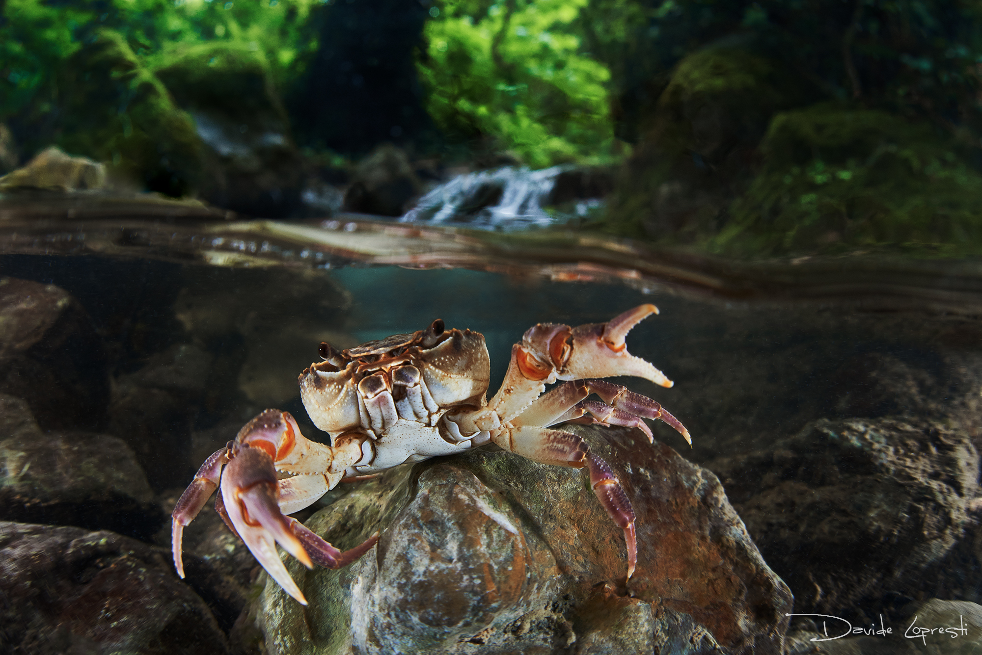 River crab