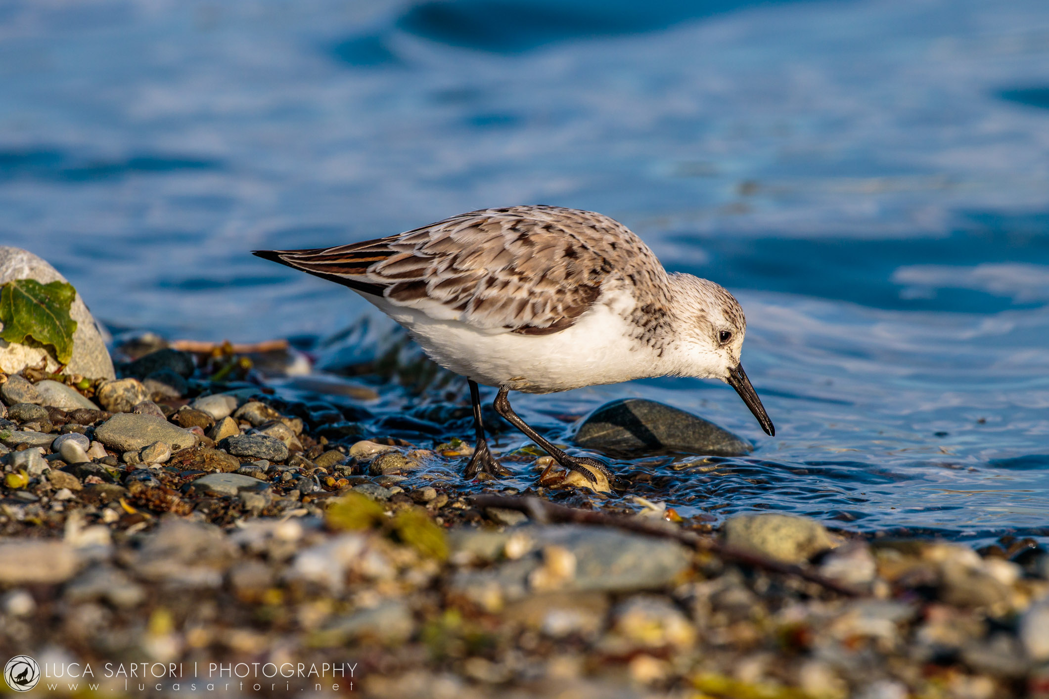 Sandpiper