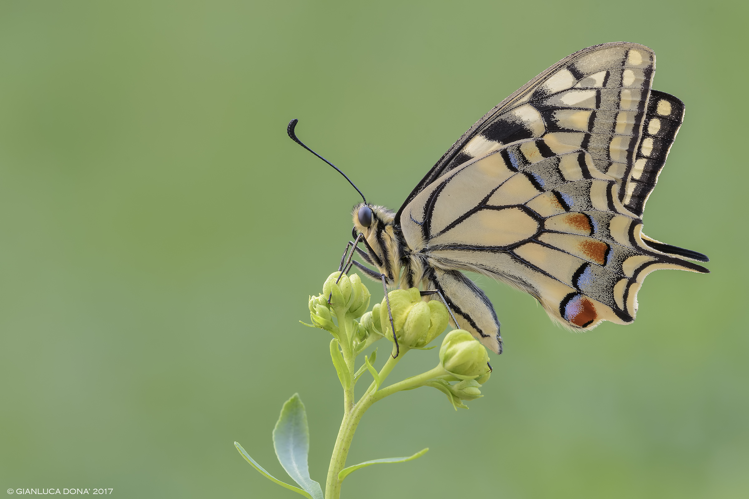 Papilio machaon Linnaeus, 1758