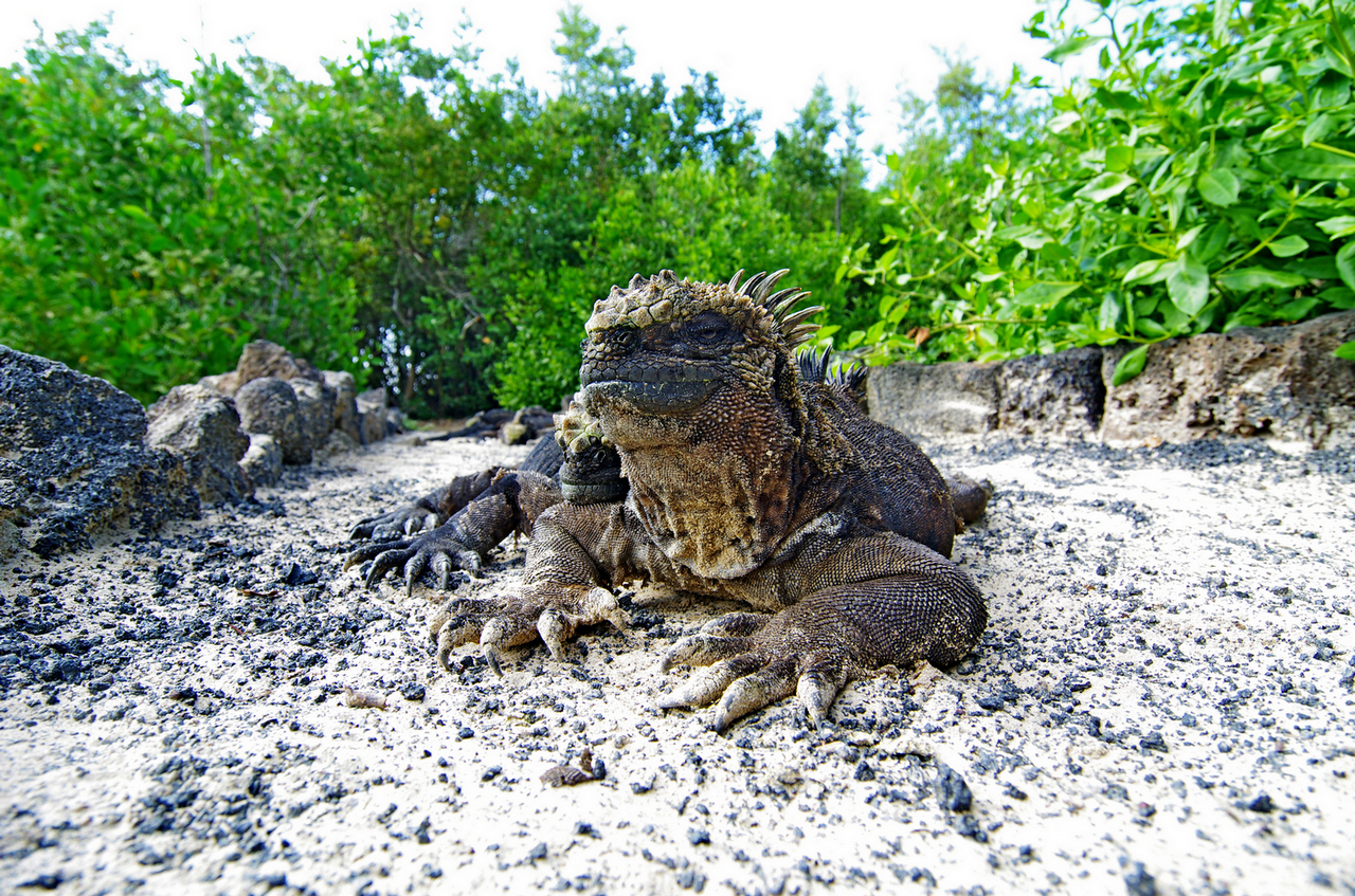 Iguana marina (Galapagos)