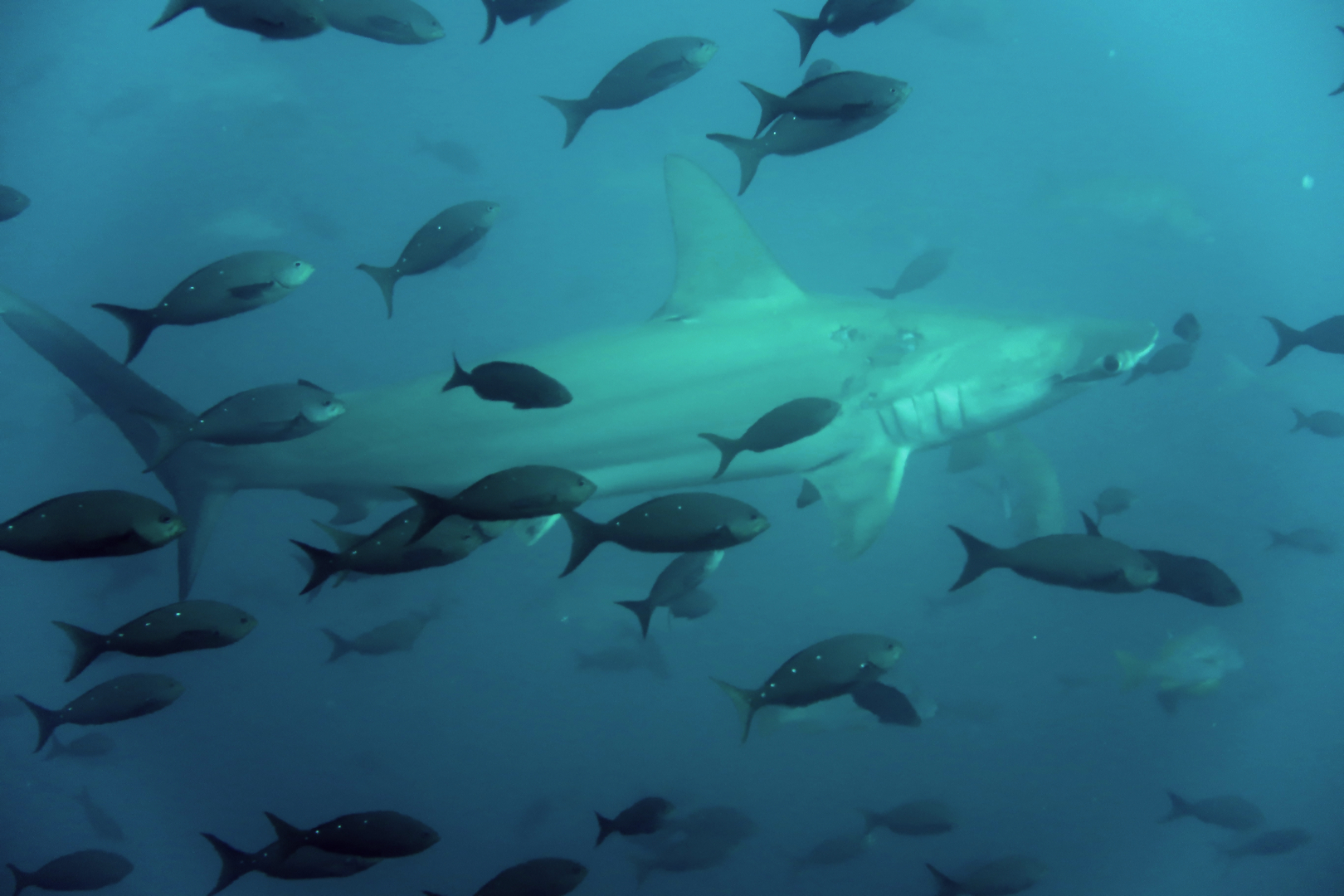 Squalo martello  Darwin (Galapagos)