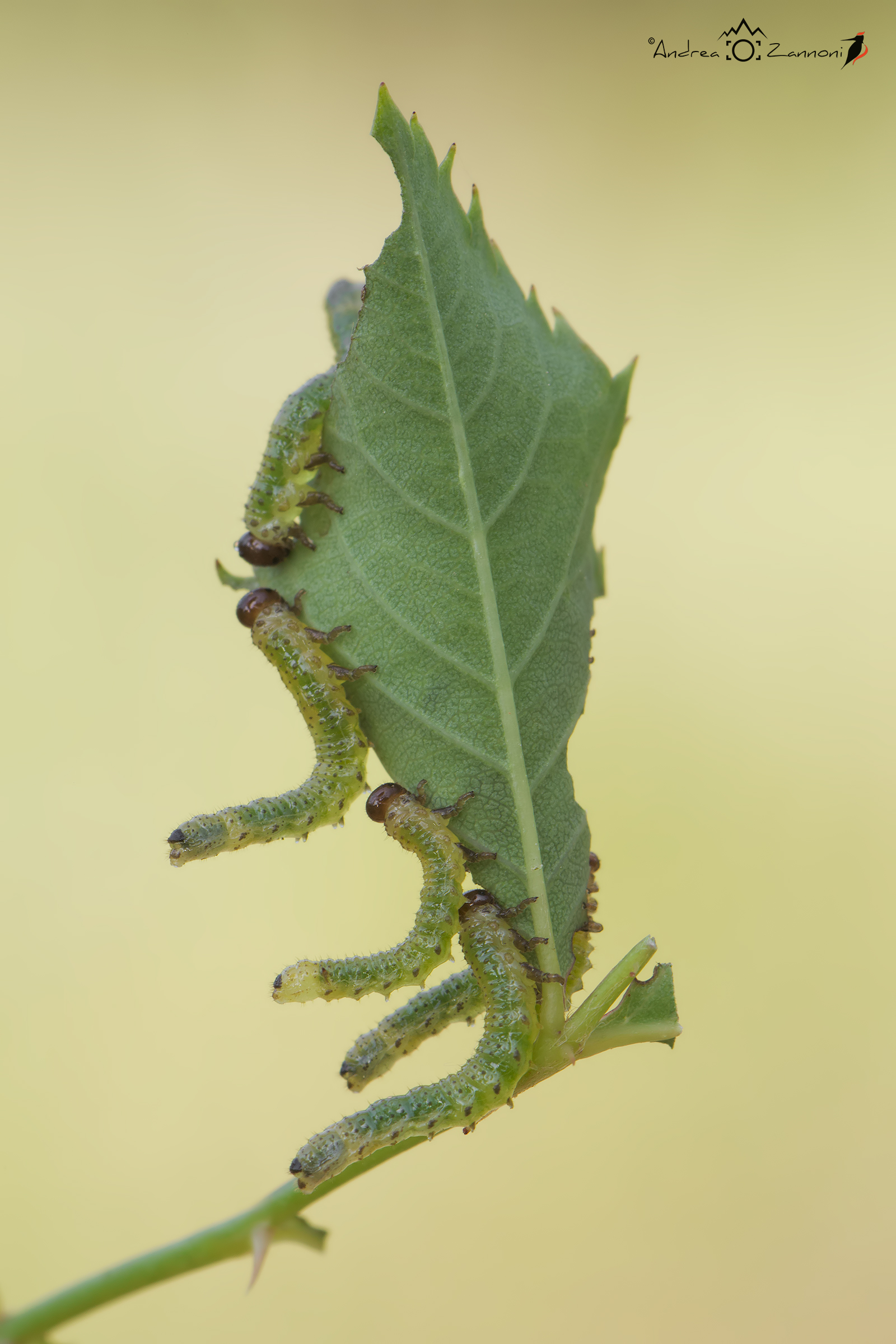 Rich dish I plant ...