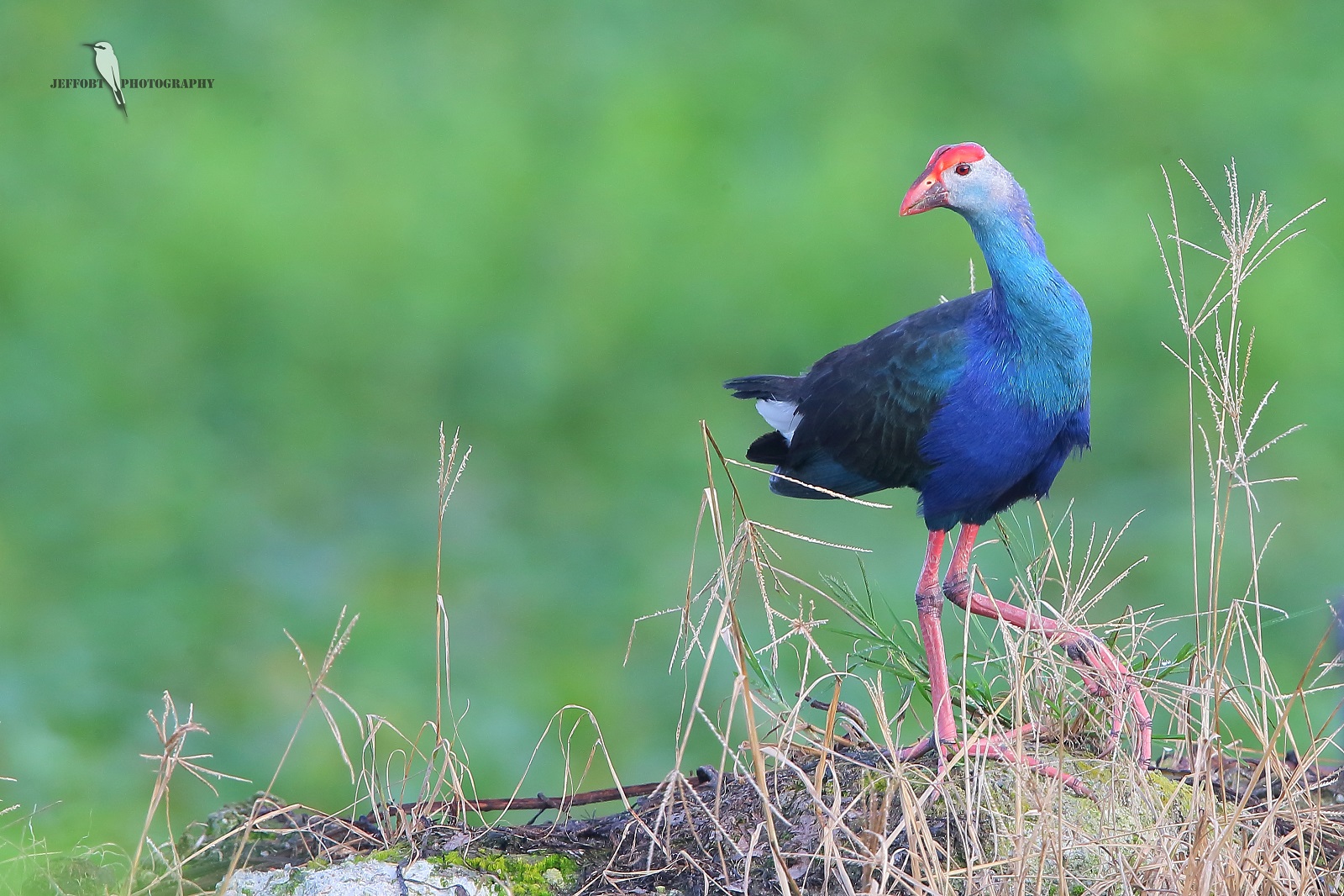 Purple Swamphen