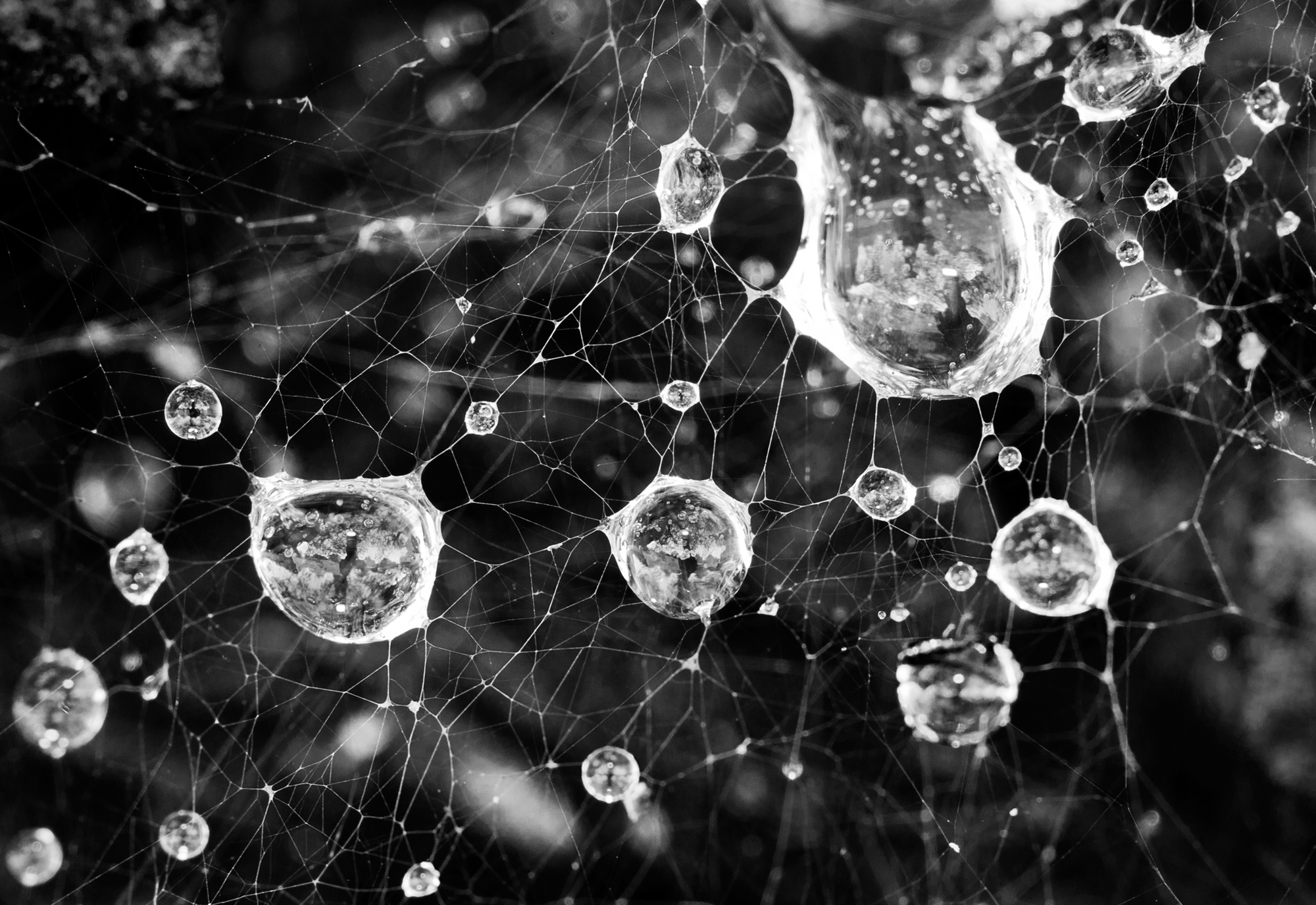 Synapse ... dew drops on spider web