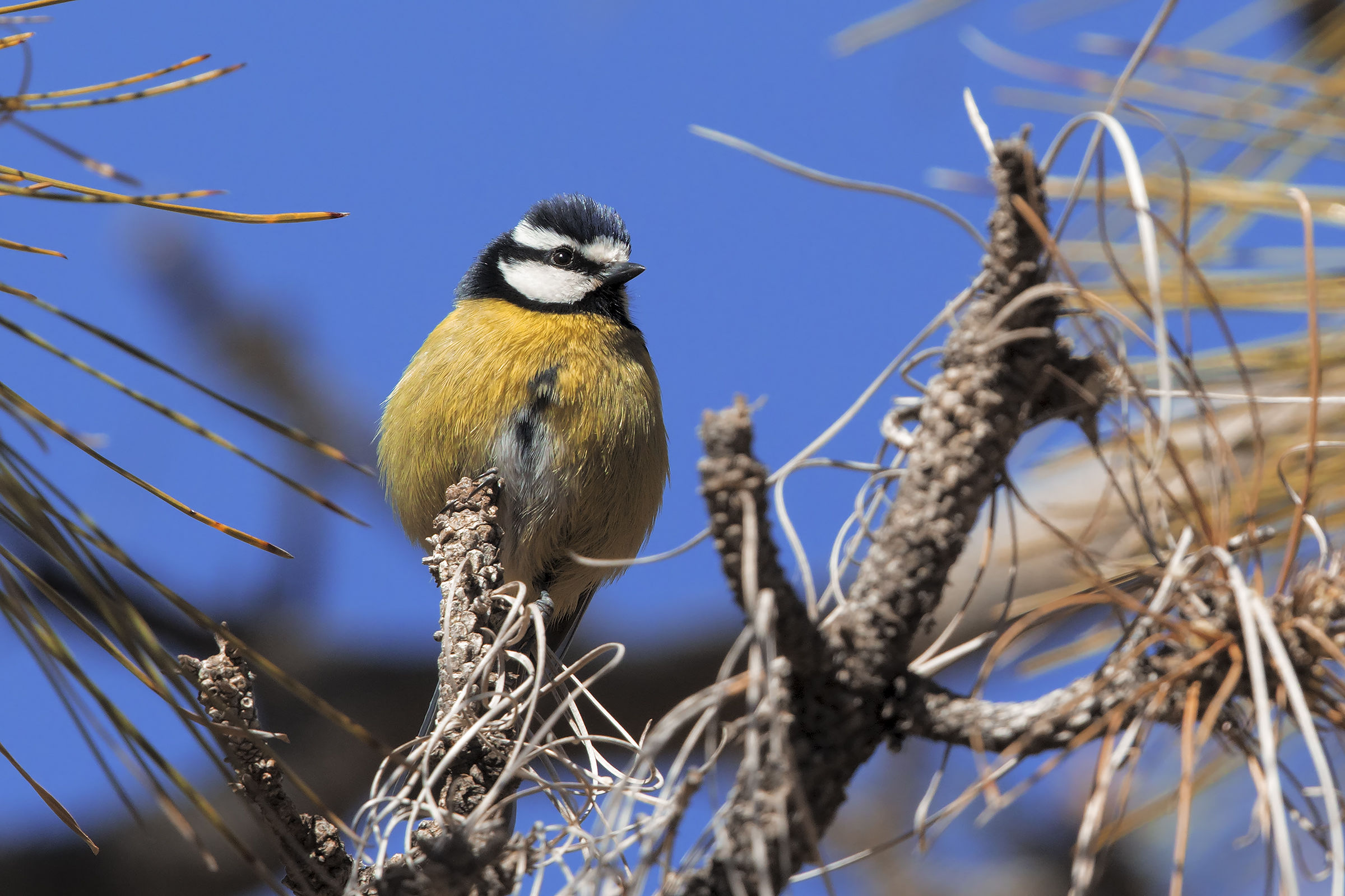 Algerian Cinciarella
