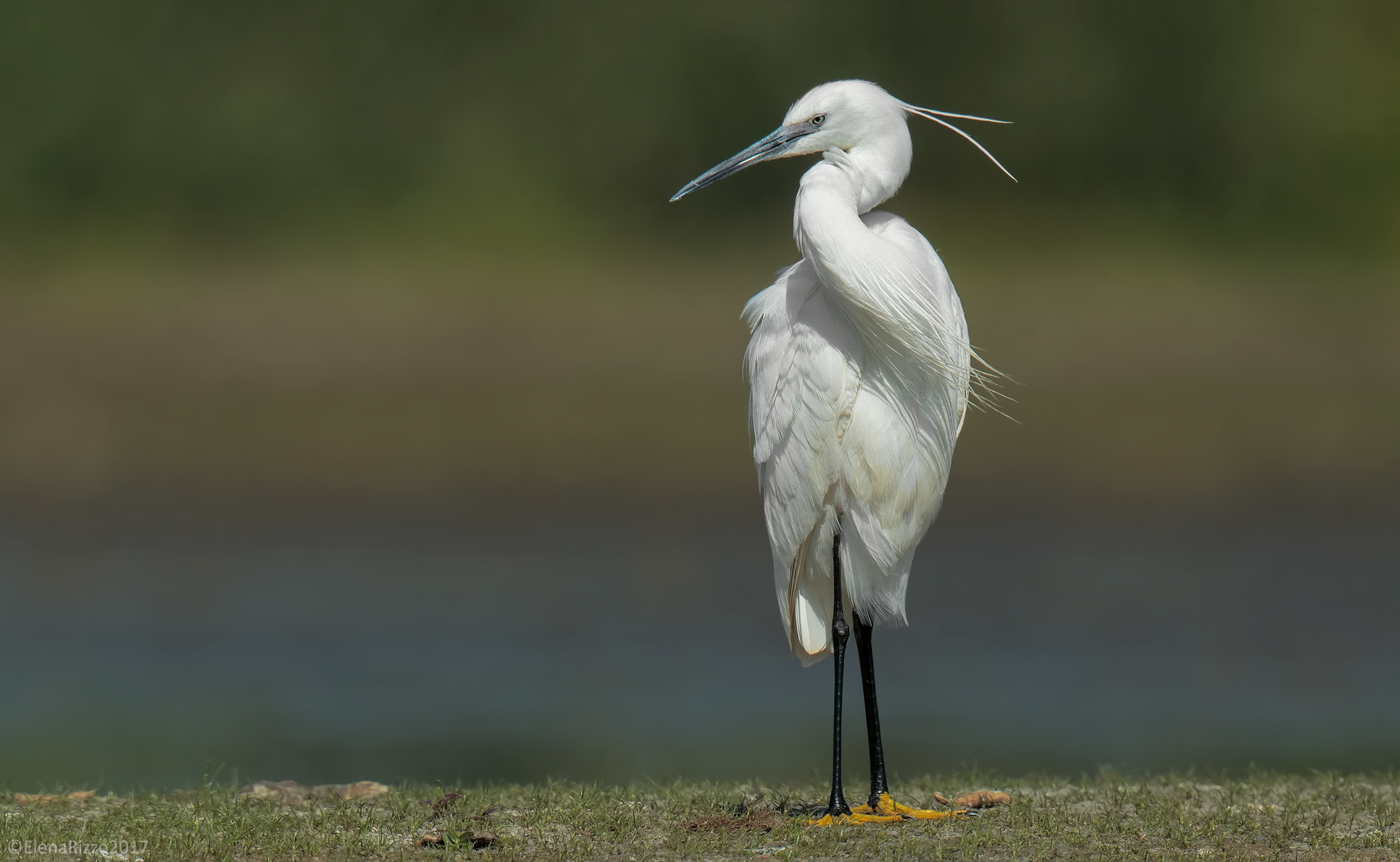 Egret