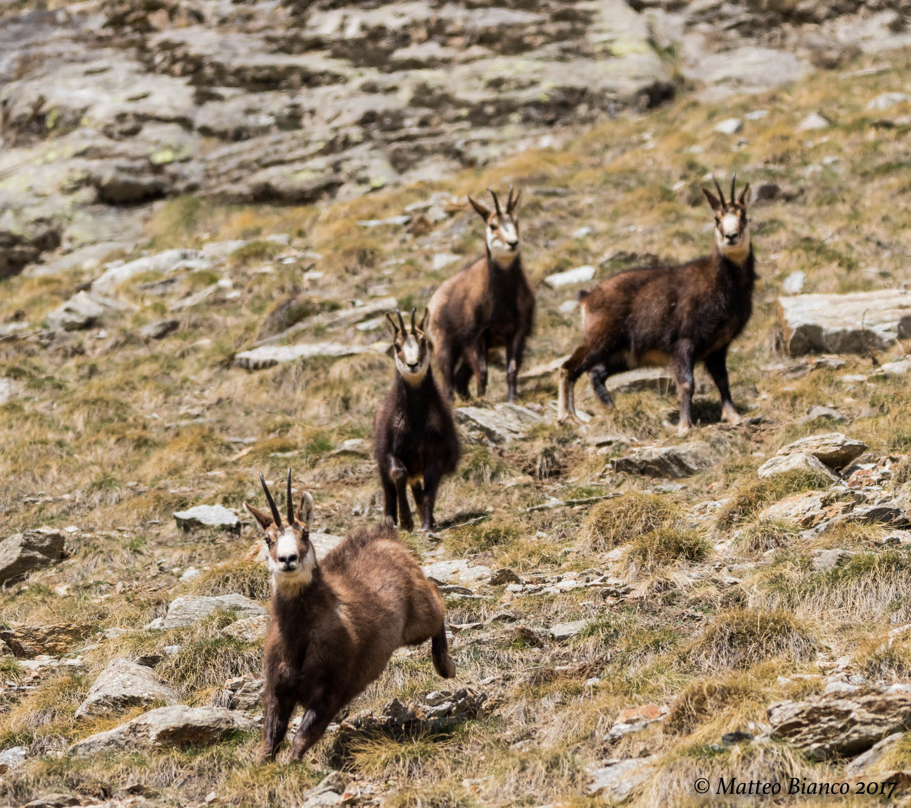 Chamois flying away ...