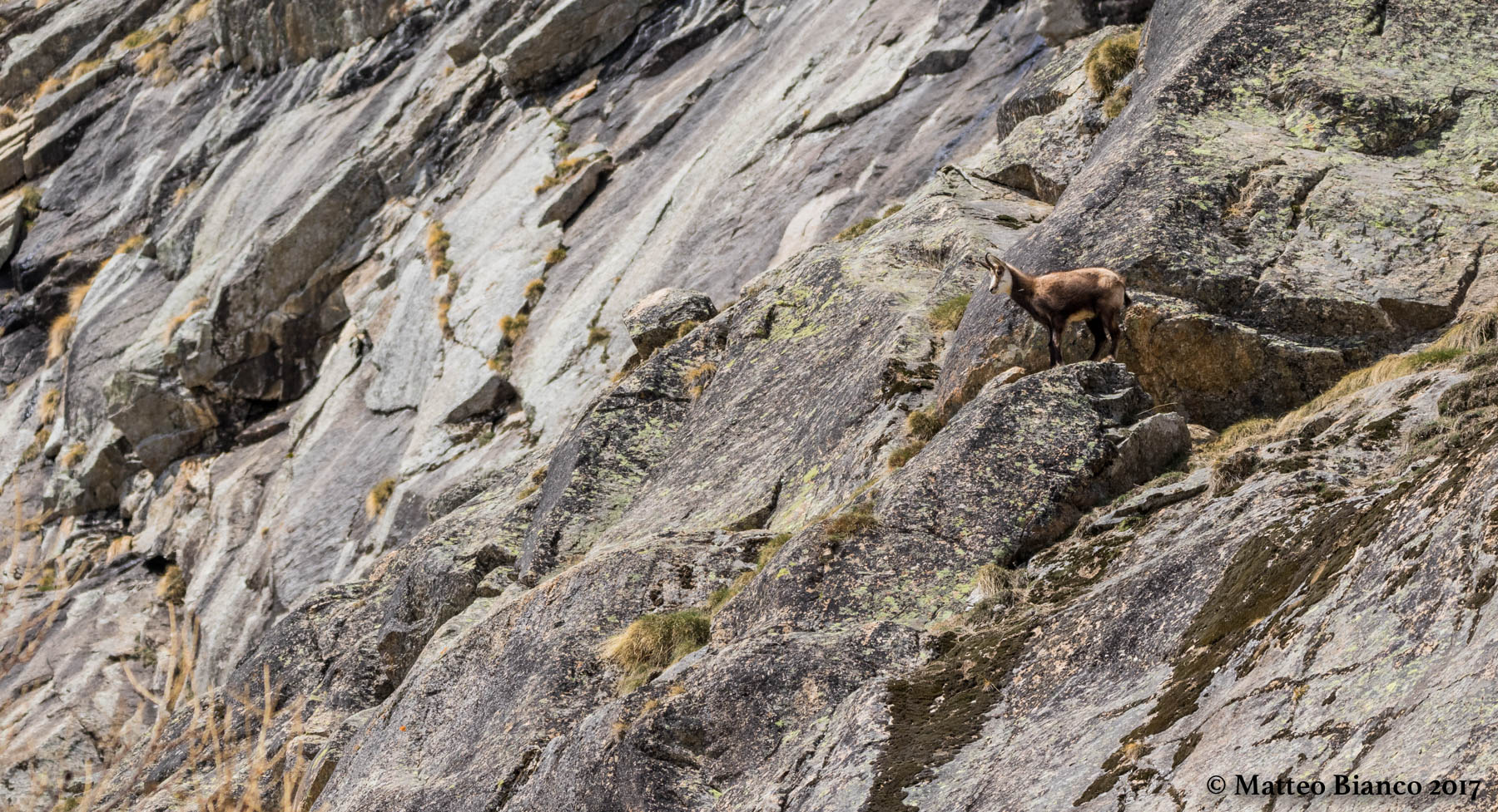 Camoucci in sight !!!