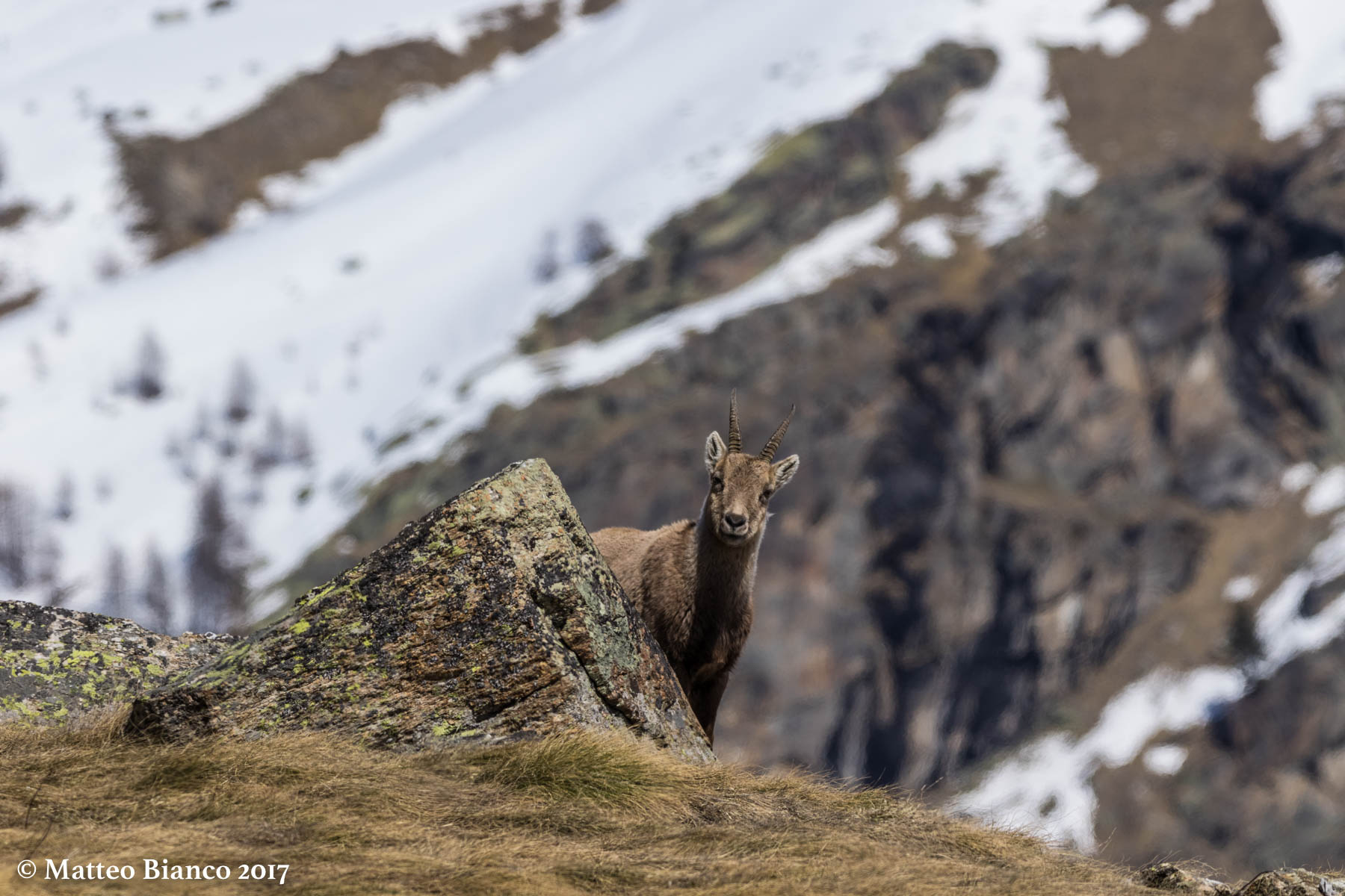 Ibex female