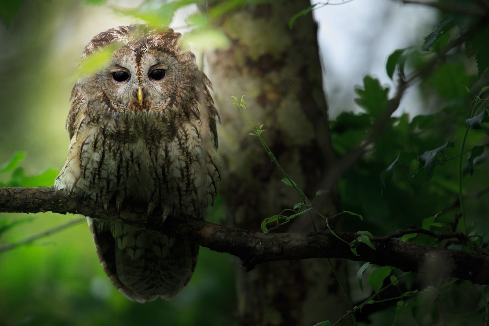 Sguardo minaccioso nel bosco