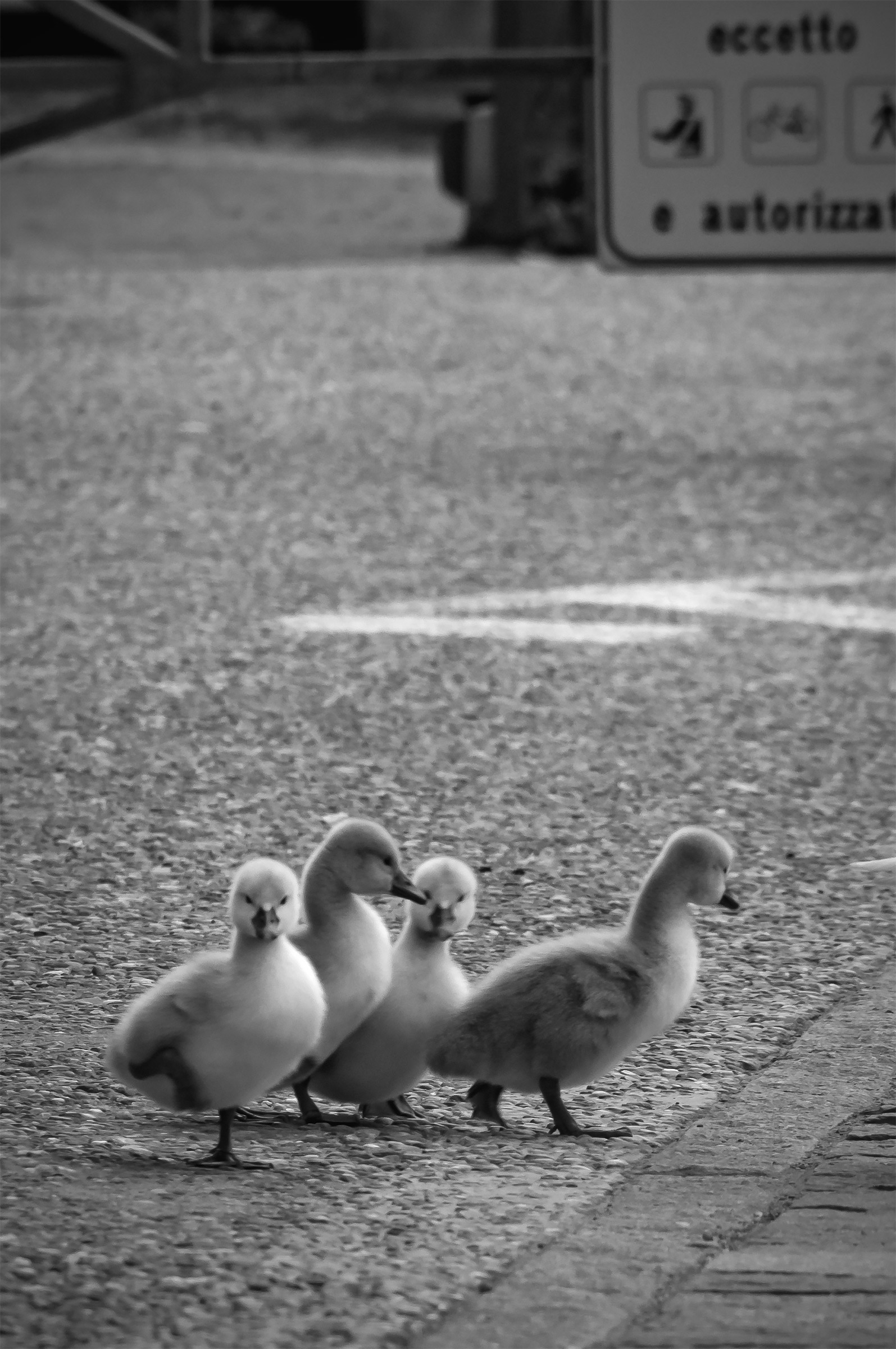 Street photography cignesca 1