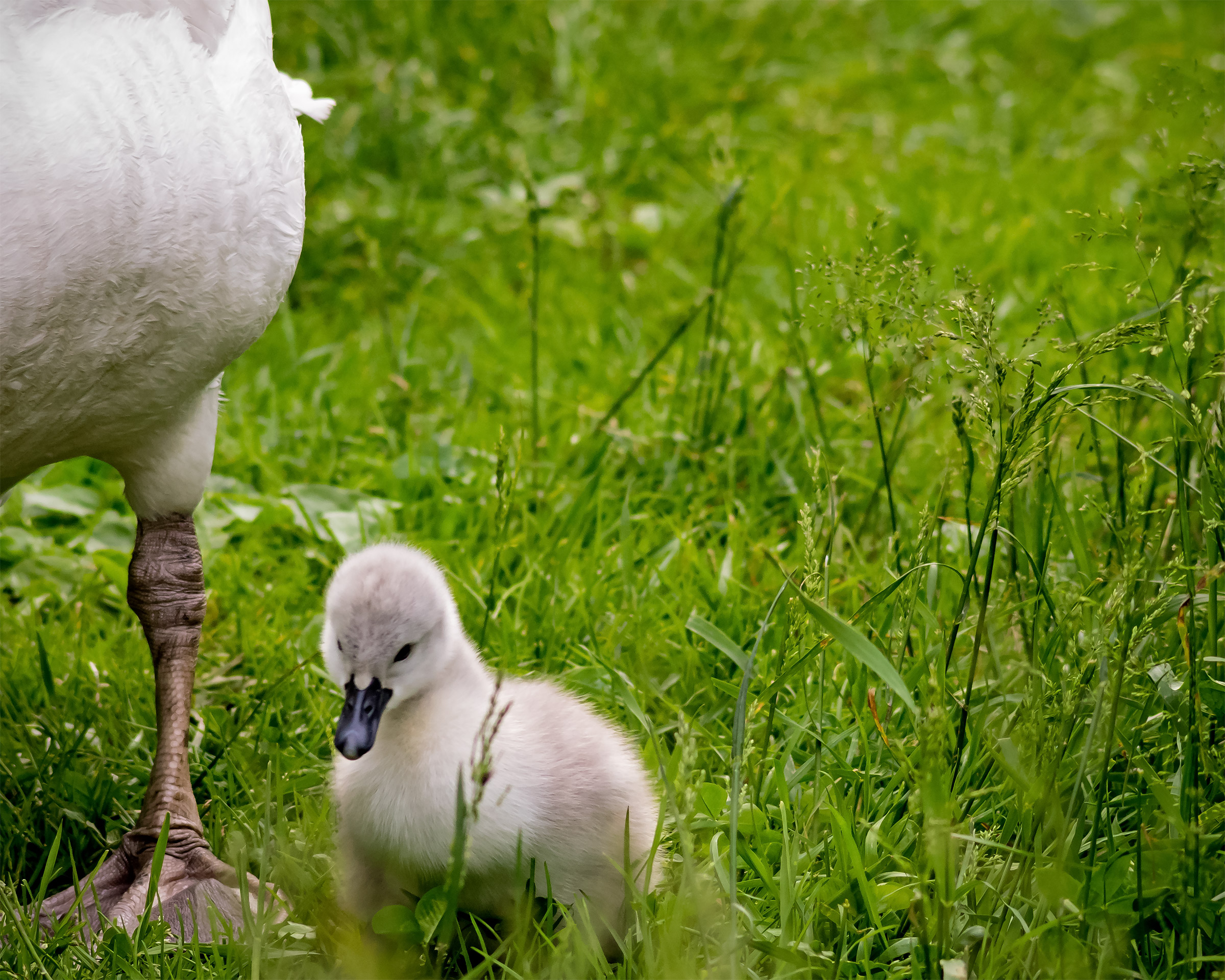 And they are no bigger than a parent's paw