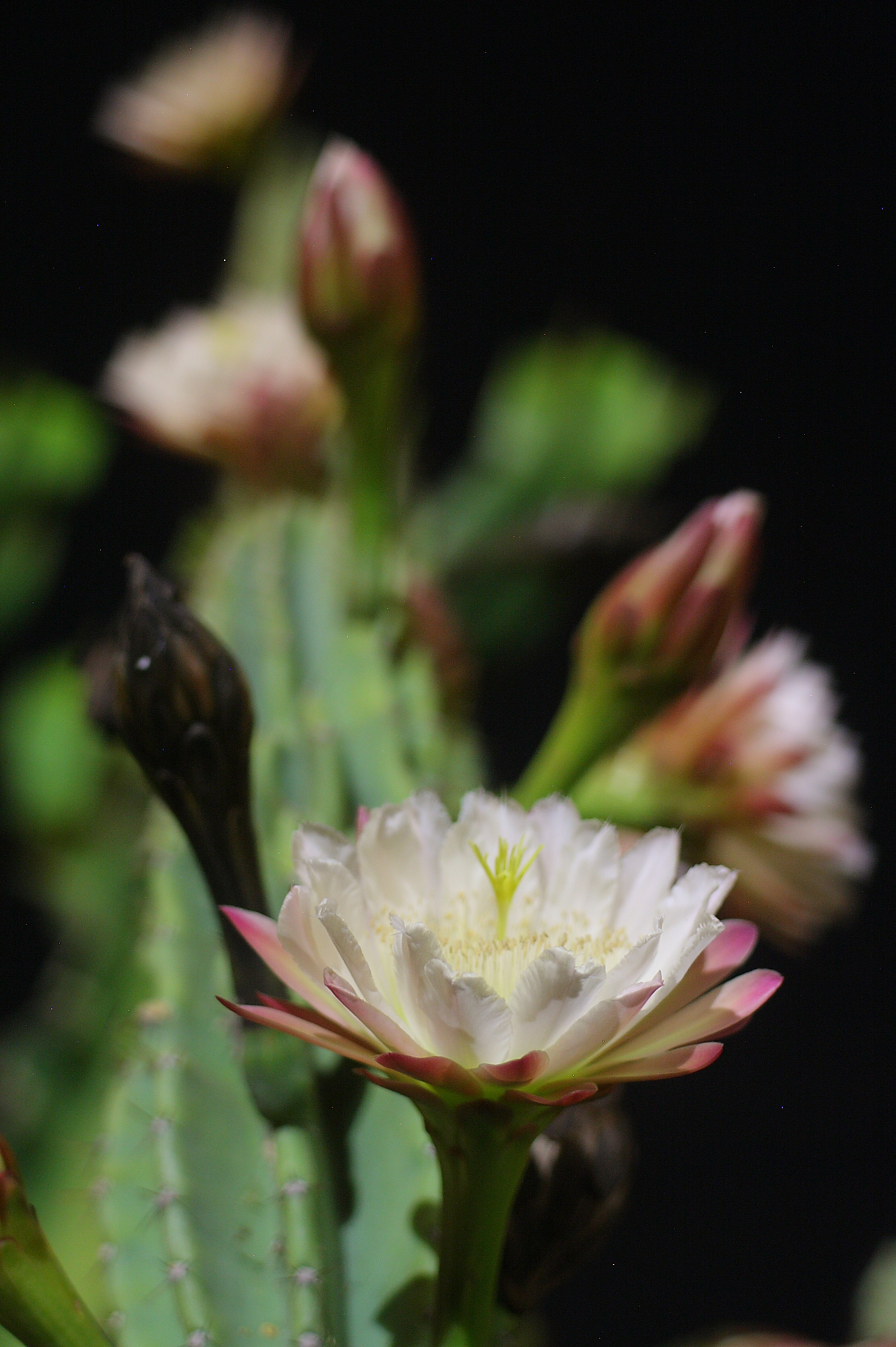 il "notturno" del cactus