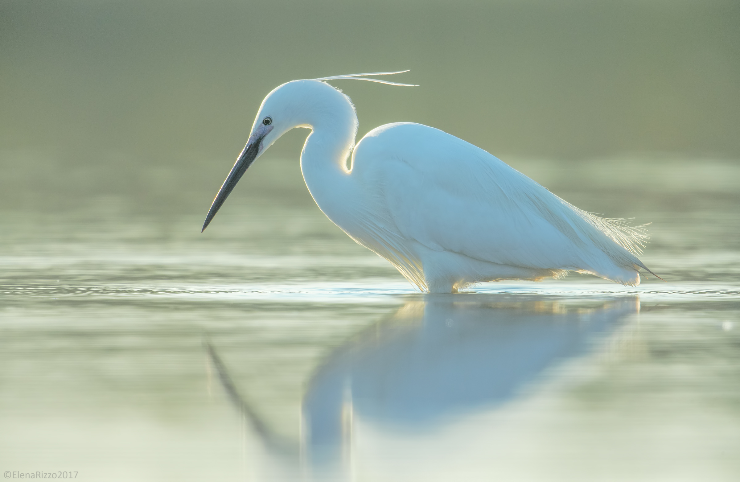 Egret