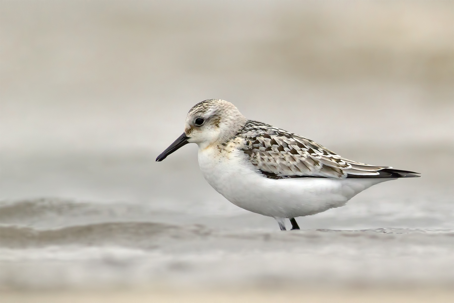 Sanderling II