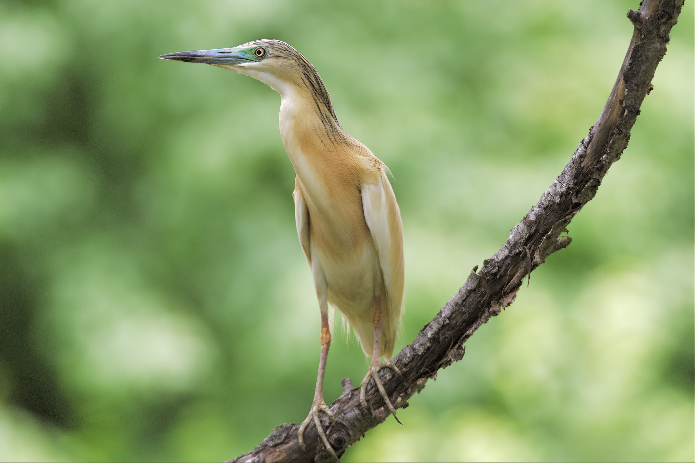 Sgarza From the Ciuffo