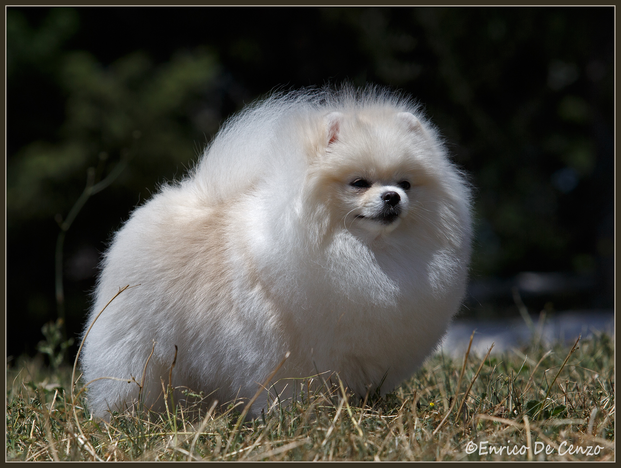 volpino di pomerania