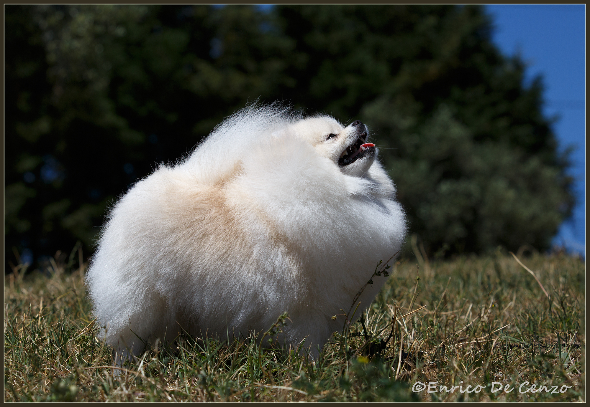 volpino di pomerania