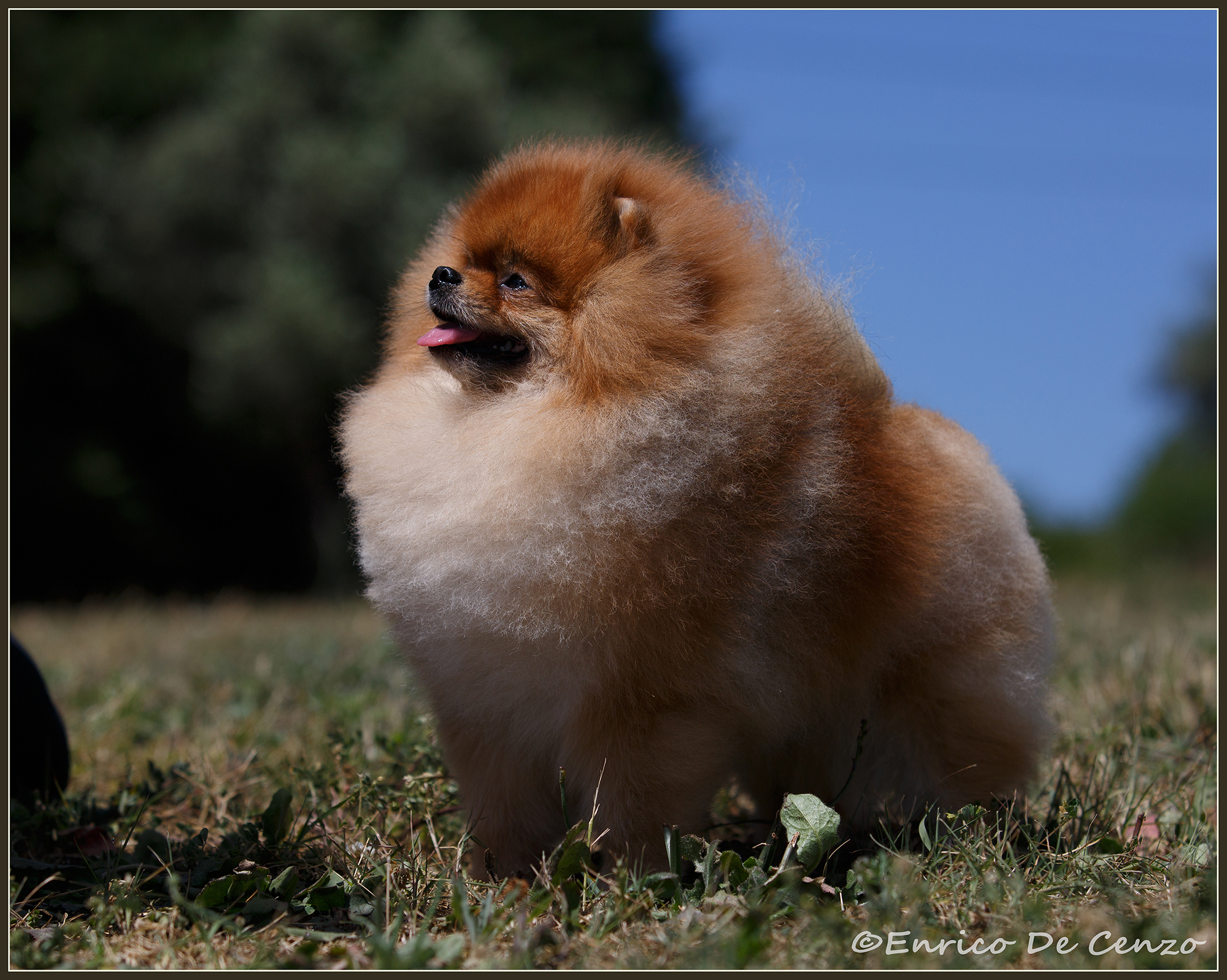 volpino di pomerania