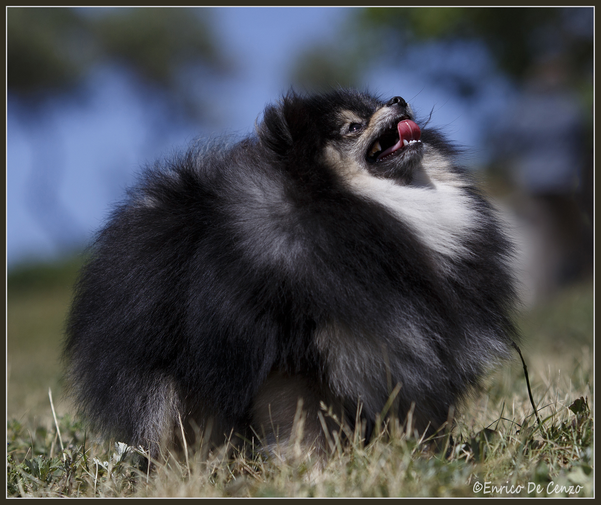 volpino di pomerania