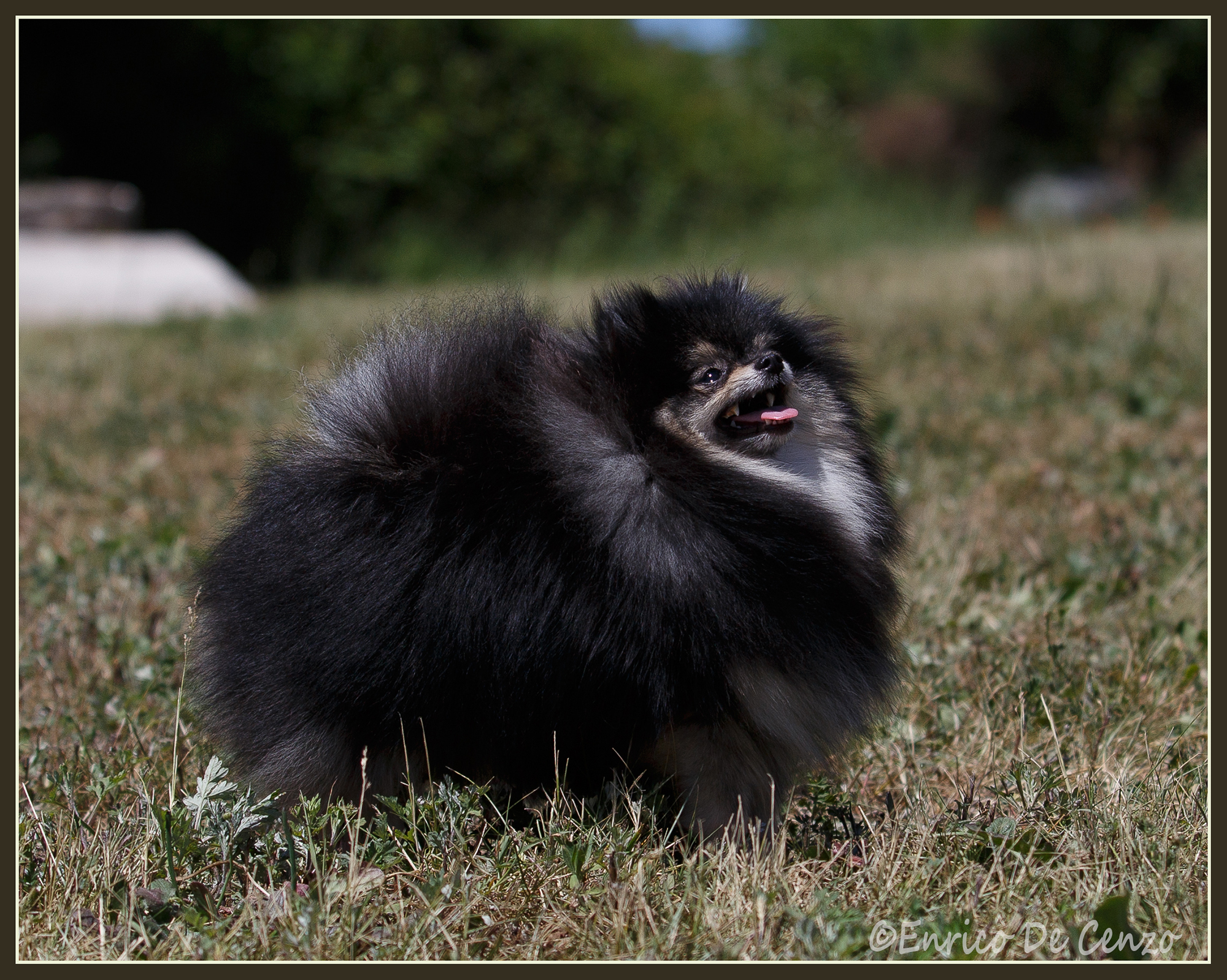 volpino di pomerania